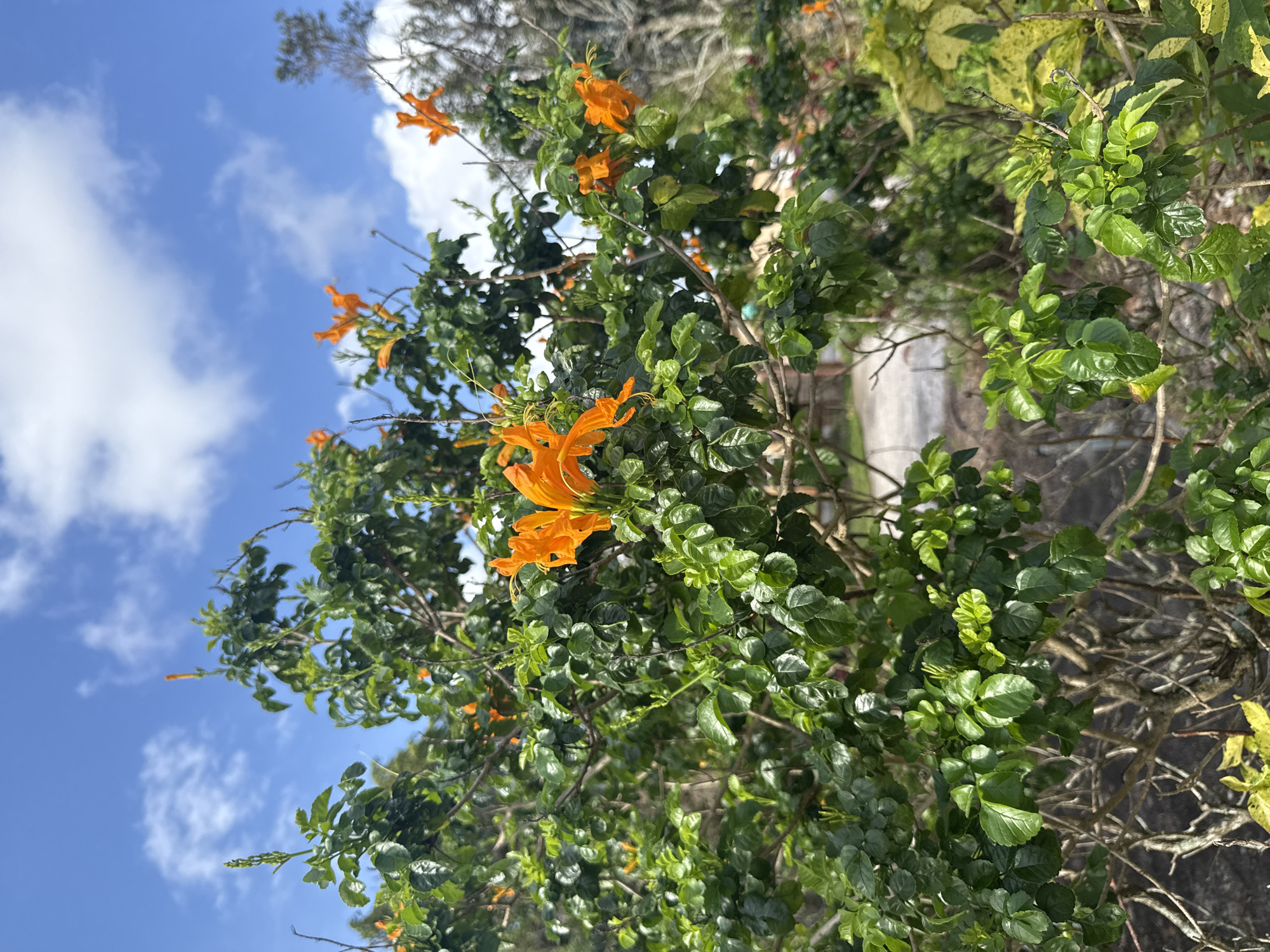Spring afternoon snapshots captured in Davie, Florida