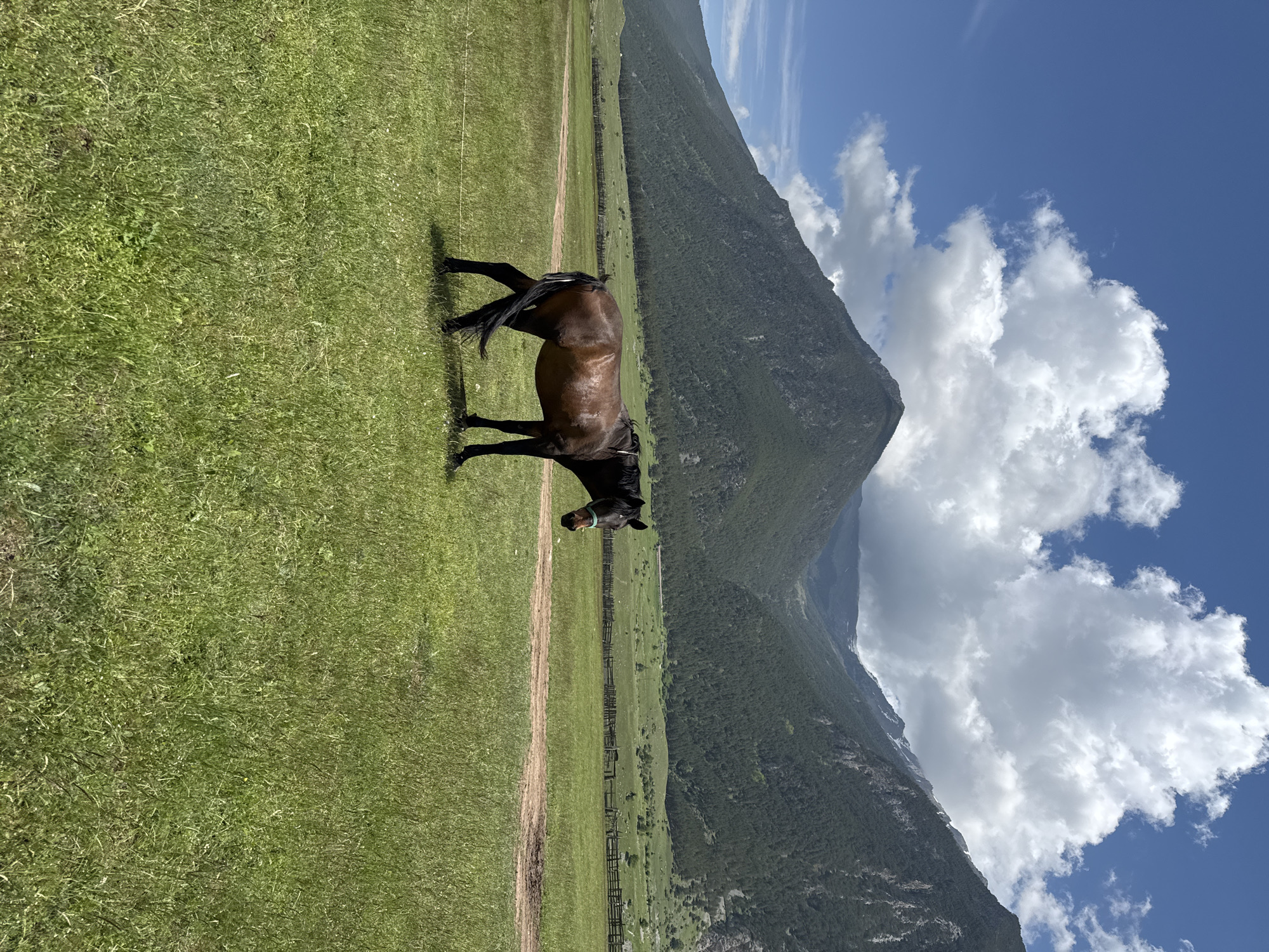 Horses graze and feed in Russian meadow