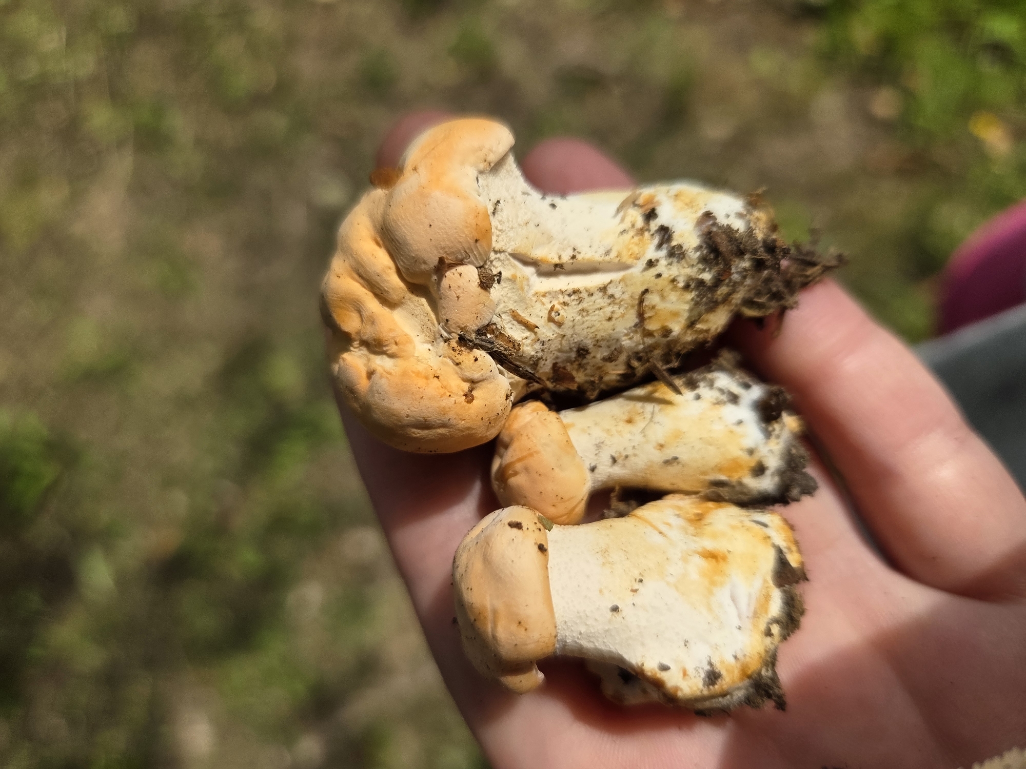 Mushroom foraging and woodland pond near Frolovo, Russia