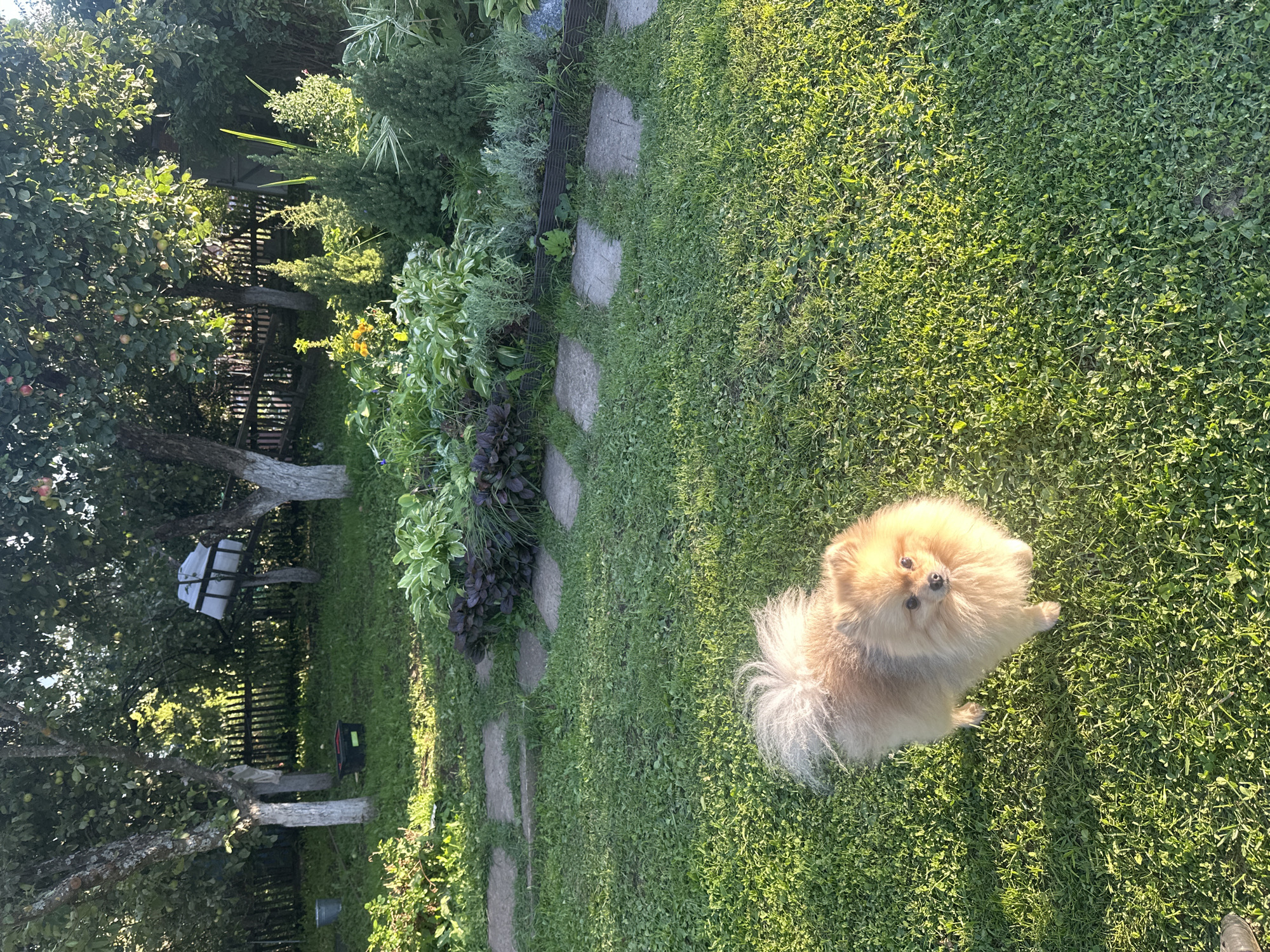 Pomeranian in a sunny Galevo backyard on a summer afternoon