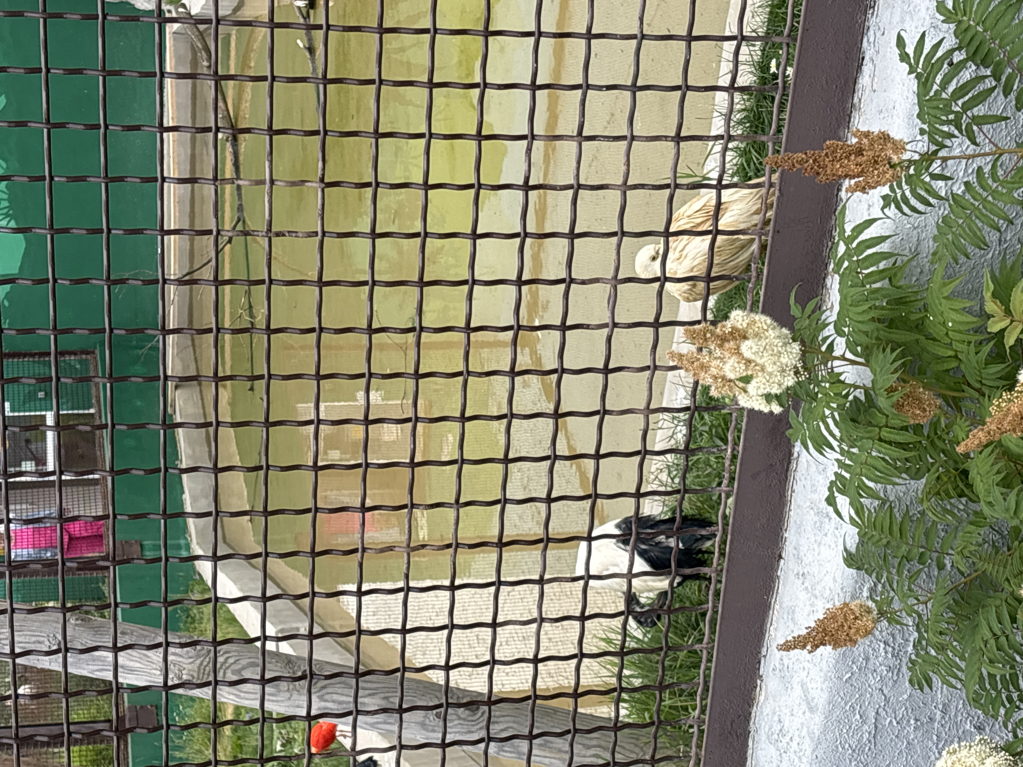 Strolling Perm Zoo on a summer morning
