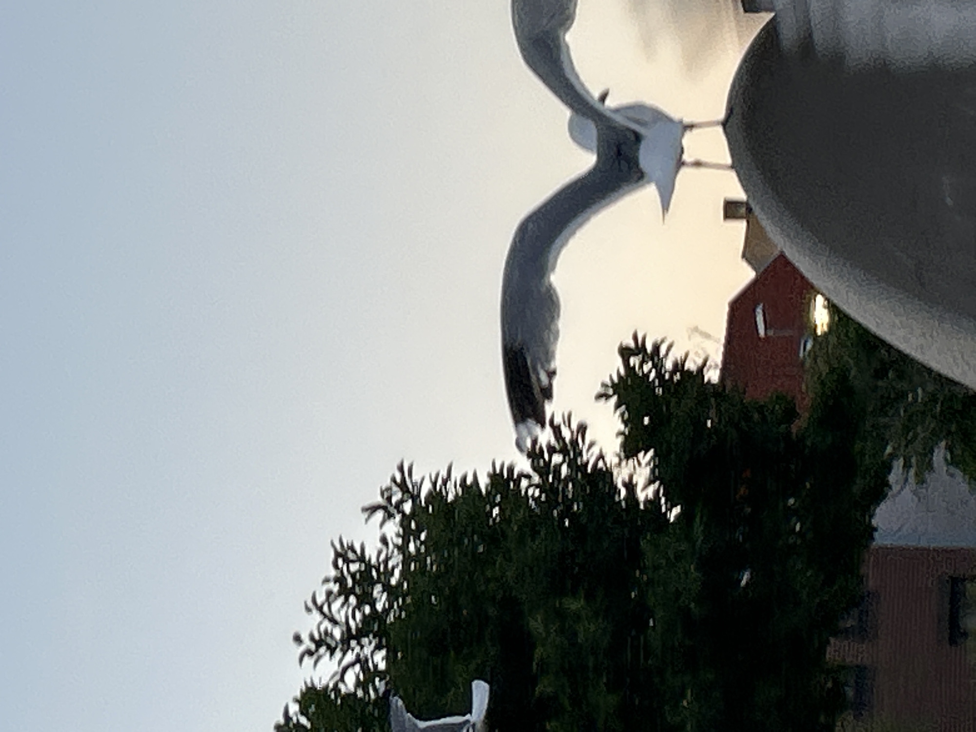Seagulls hang around Helsingborg on a midsummer evening