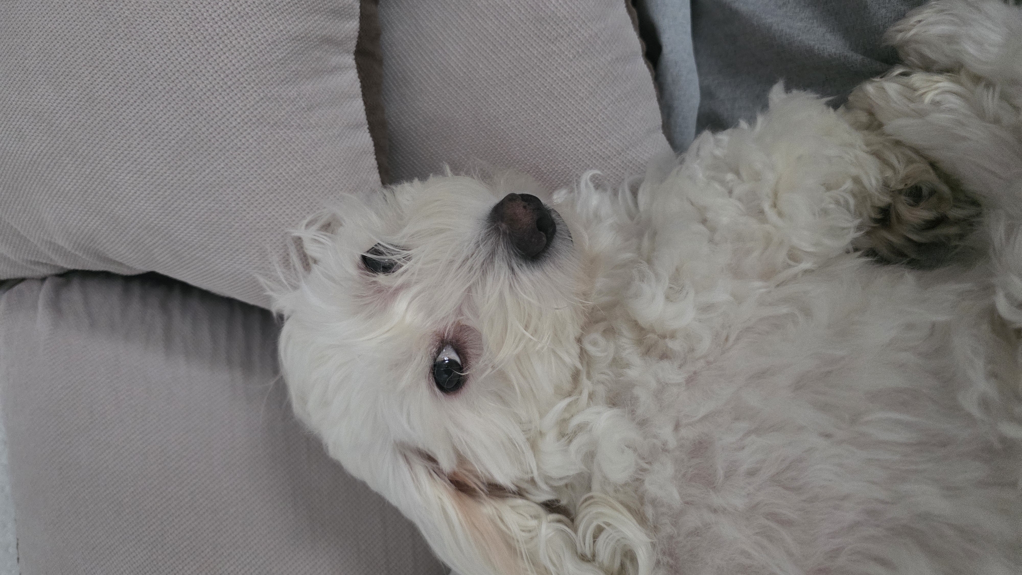 Crystal crafting and relaxing dog captured in Blagoevgrad morning
