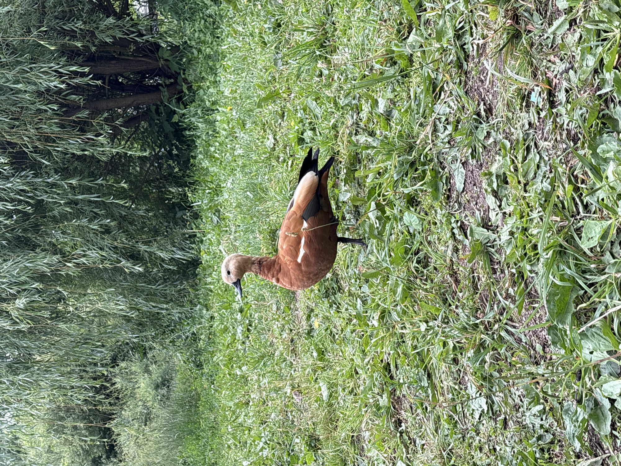 Ruddy shelduck hanging out by a lakeside railing