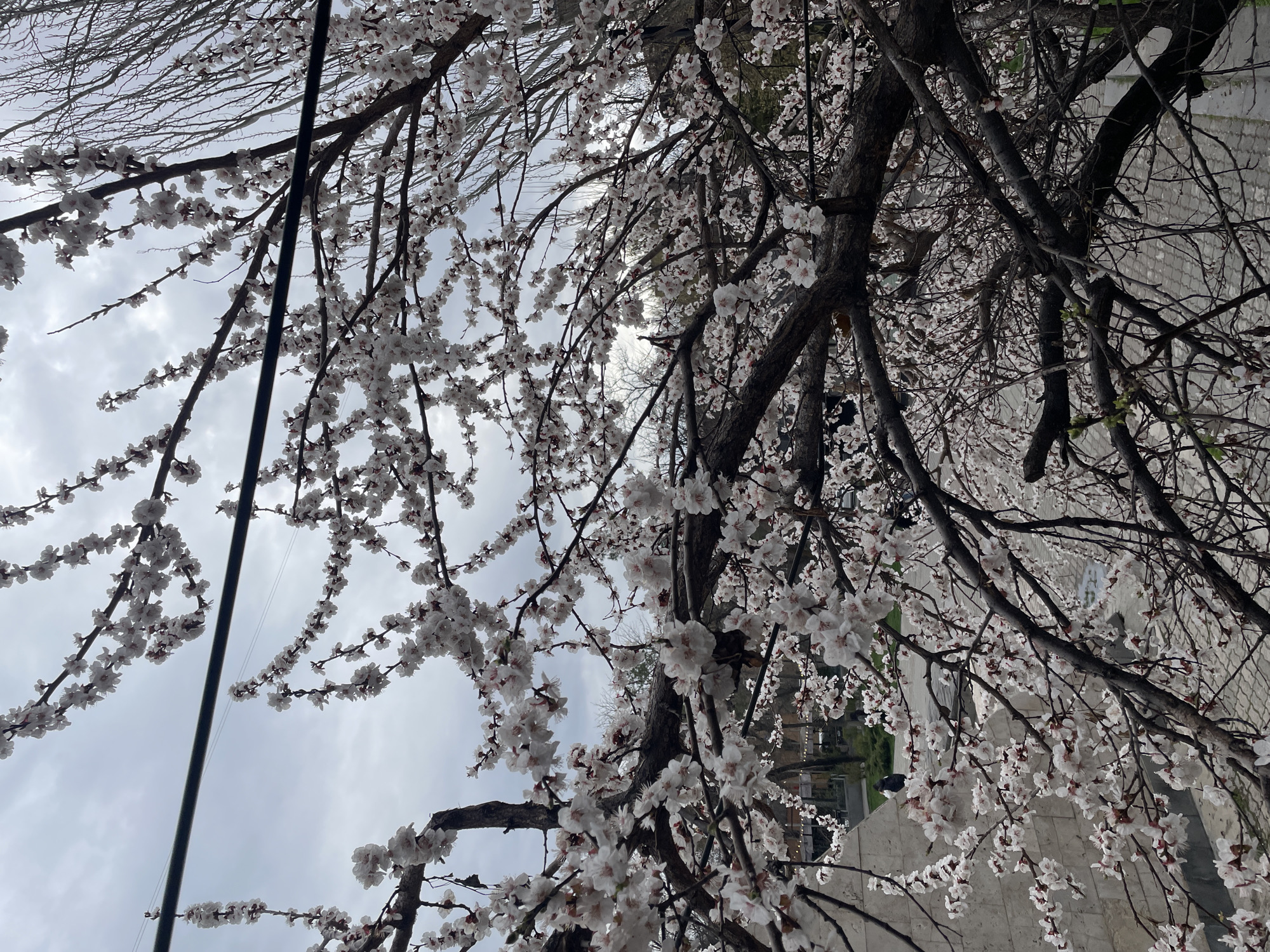 Spring morning scenes captured across Yerevan, Armenia