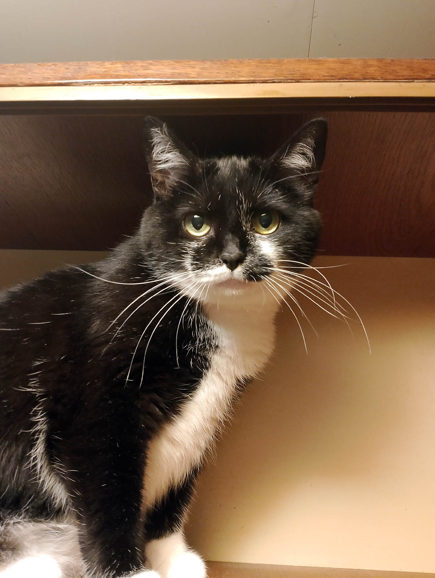 Black and white cat poses on wooden shelves indoors