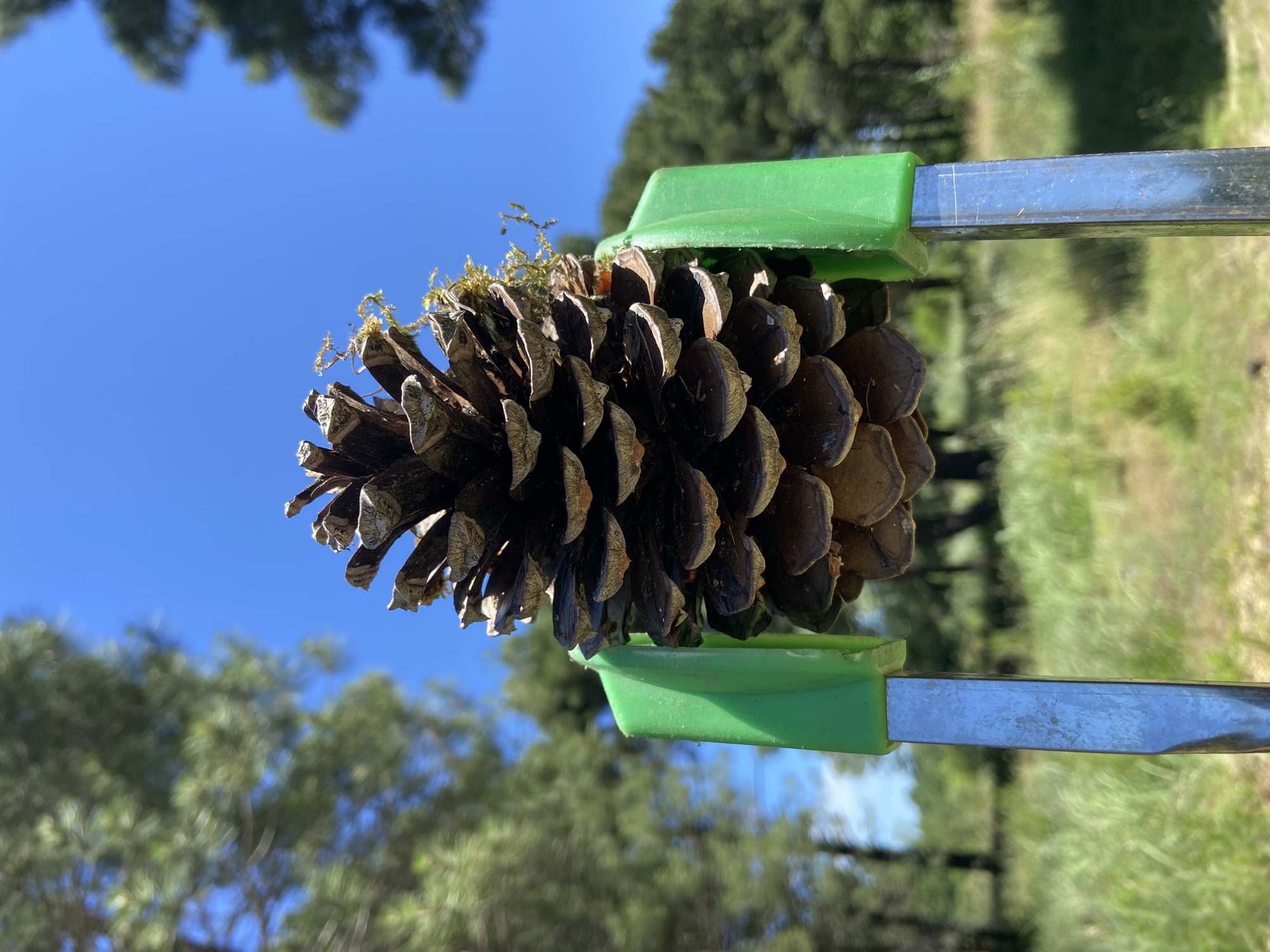 Pine cone collection documented at wooded campsite during morning hours