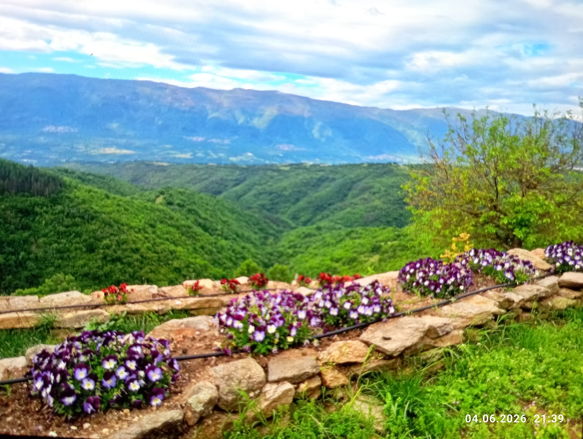 Garden landscapes and baby with dog captured by witness