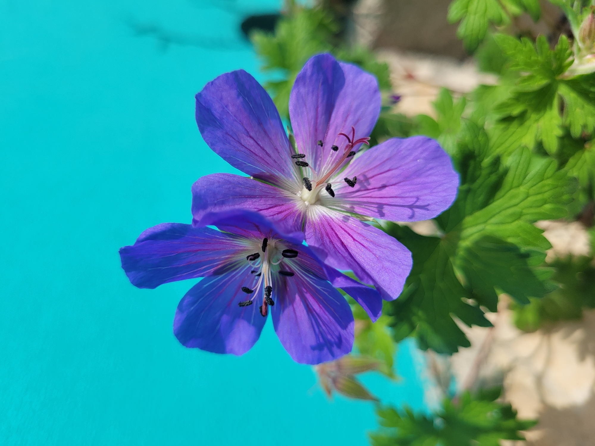 Purple geraniums bloom in Bulgarian town garden
