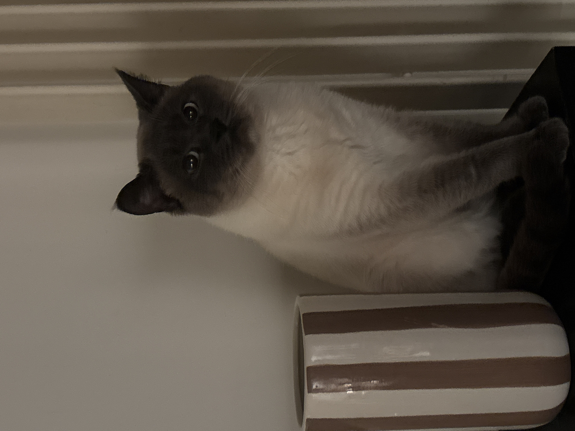Siamese cat observed in daily activities around Antwerp home