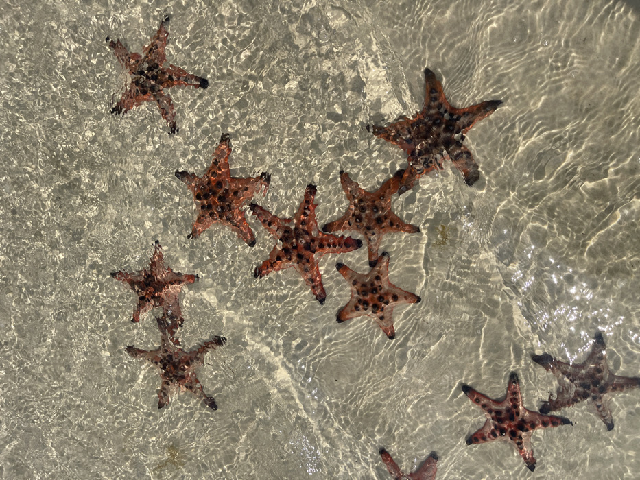 Starfish cluster observed on Phú Quốc beach and shallows