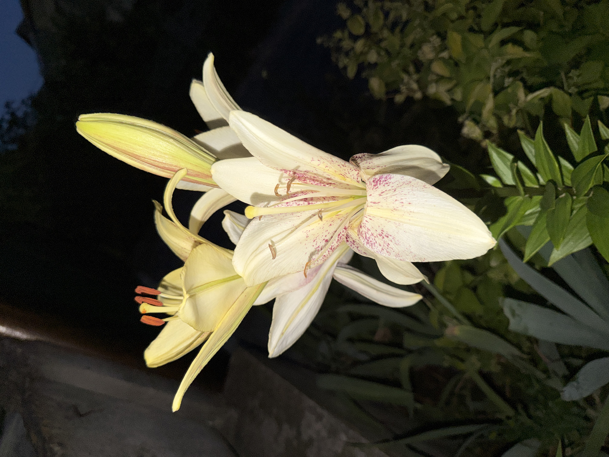 Close-up night shots of lilies and a red rose in bloom