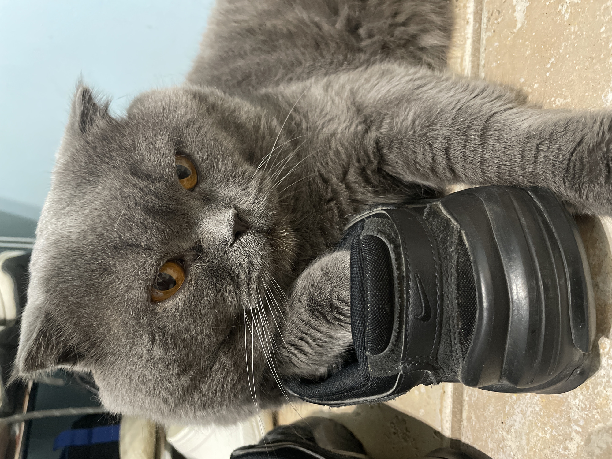 Scottish Fold cat rests with black sneaker indoors