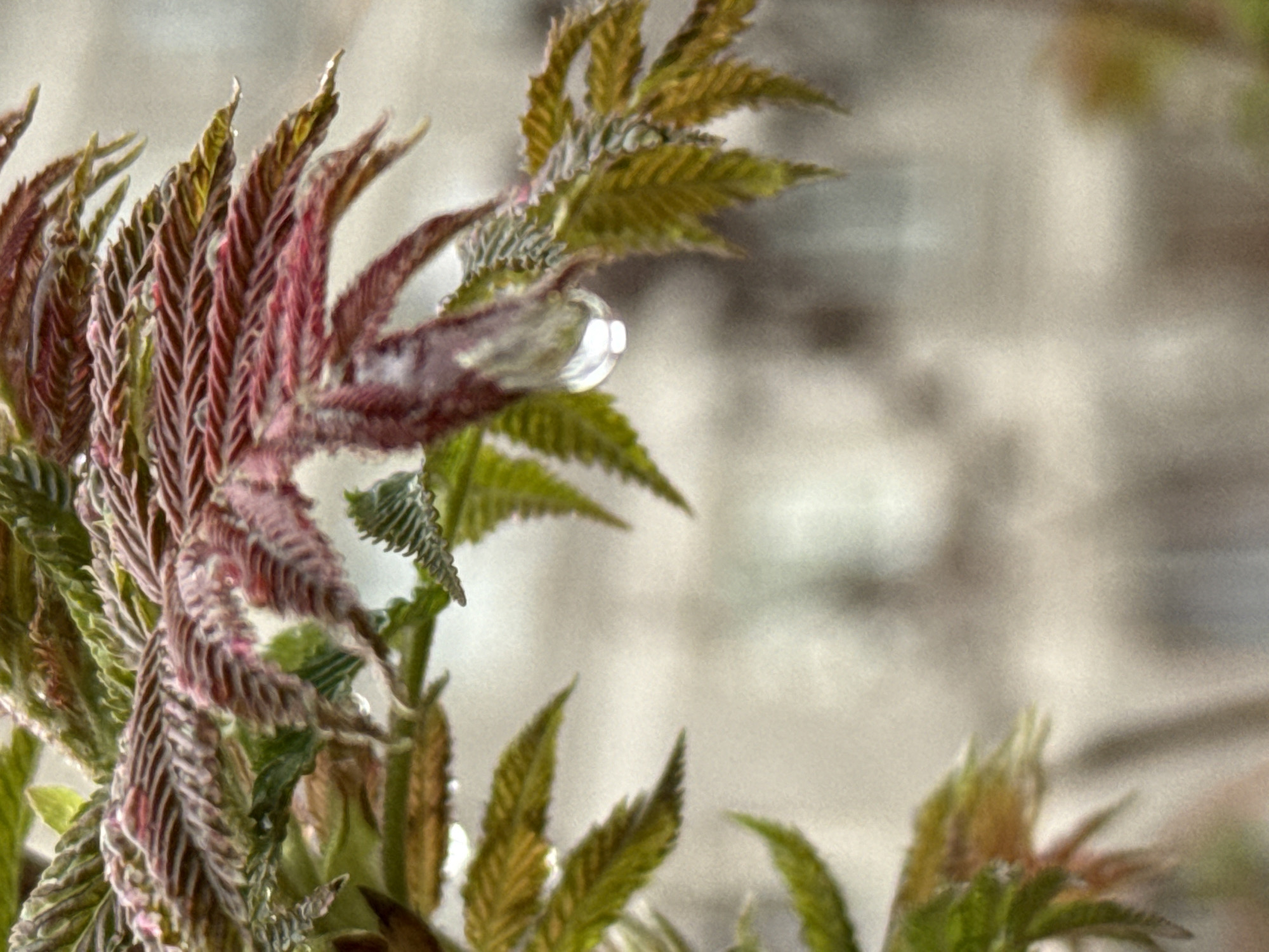 Spring day documented in Dmitrov: plants, commuter, rainy streets