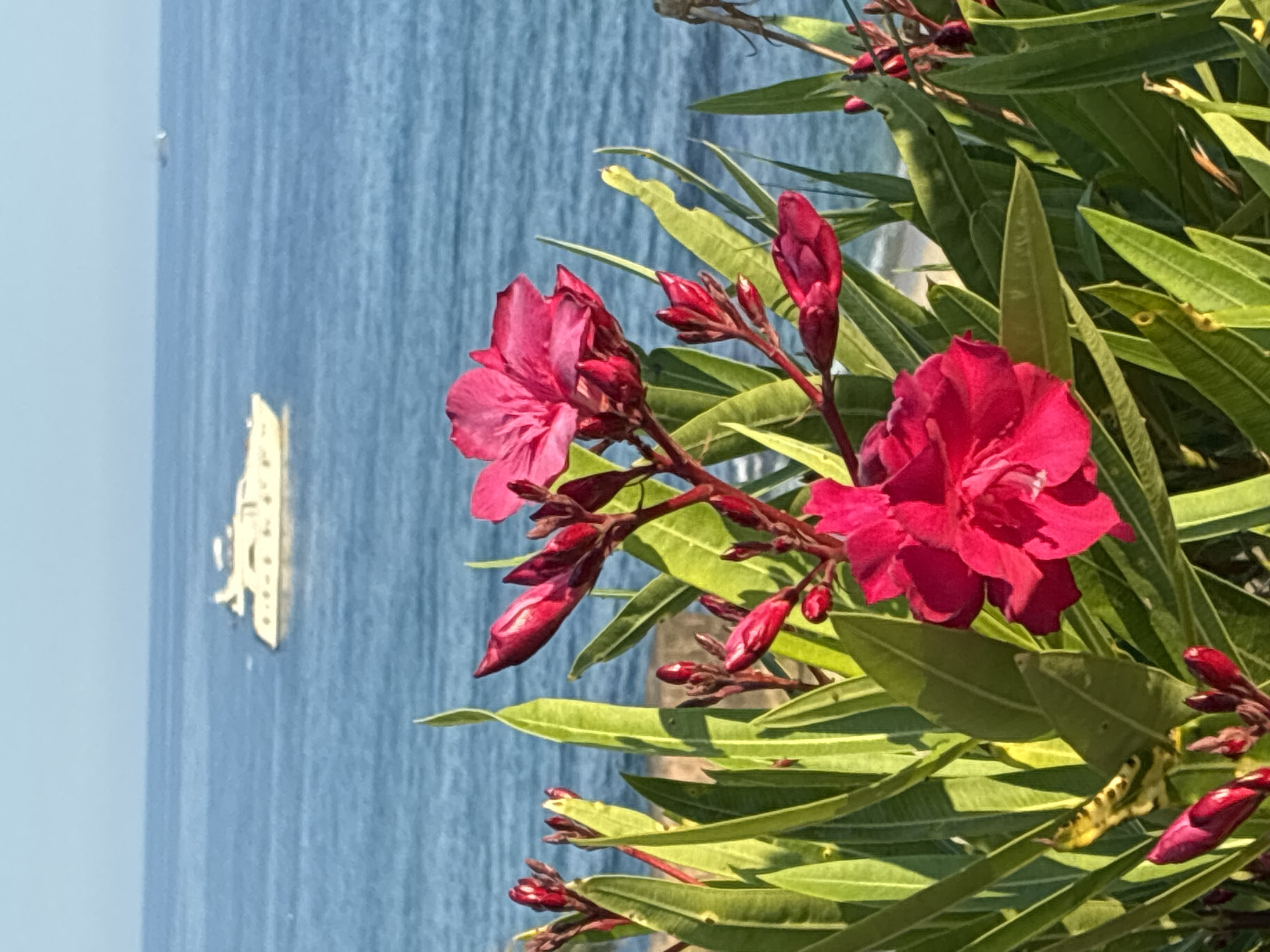 Coastal flowers and scenery captured around Alanya, Turkey