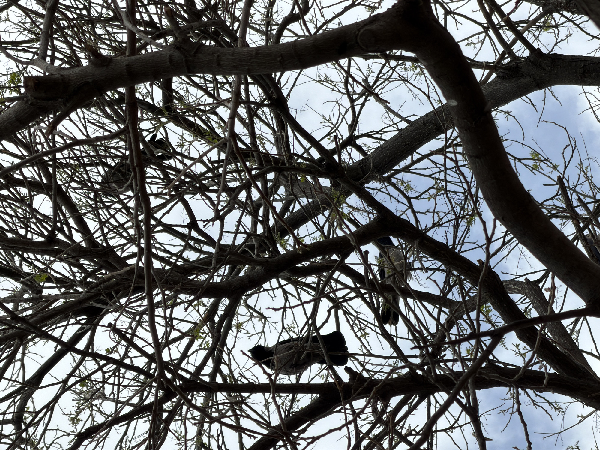 Spring morning moments captured in Kiryat Bialik parks