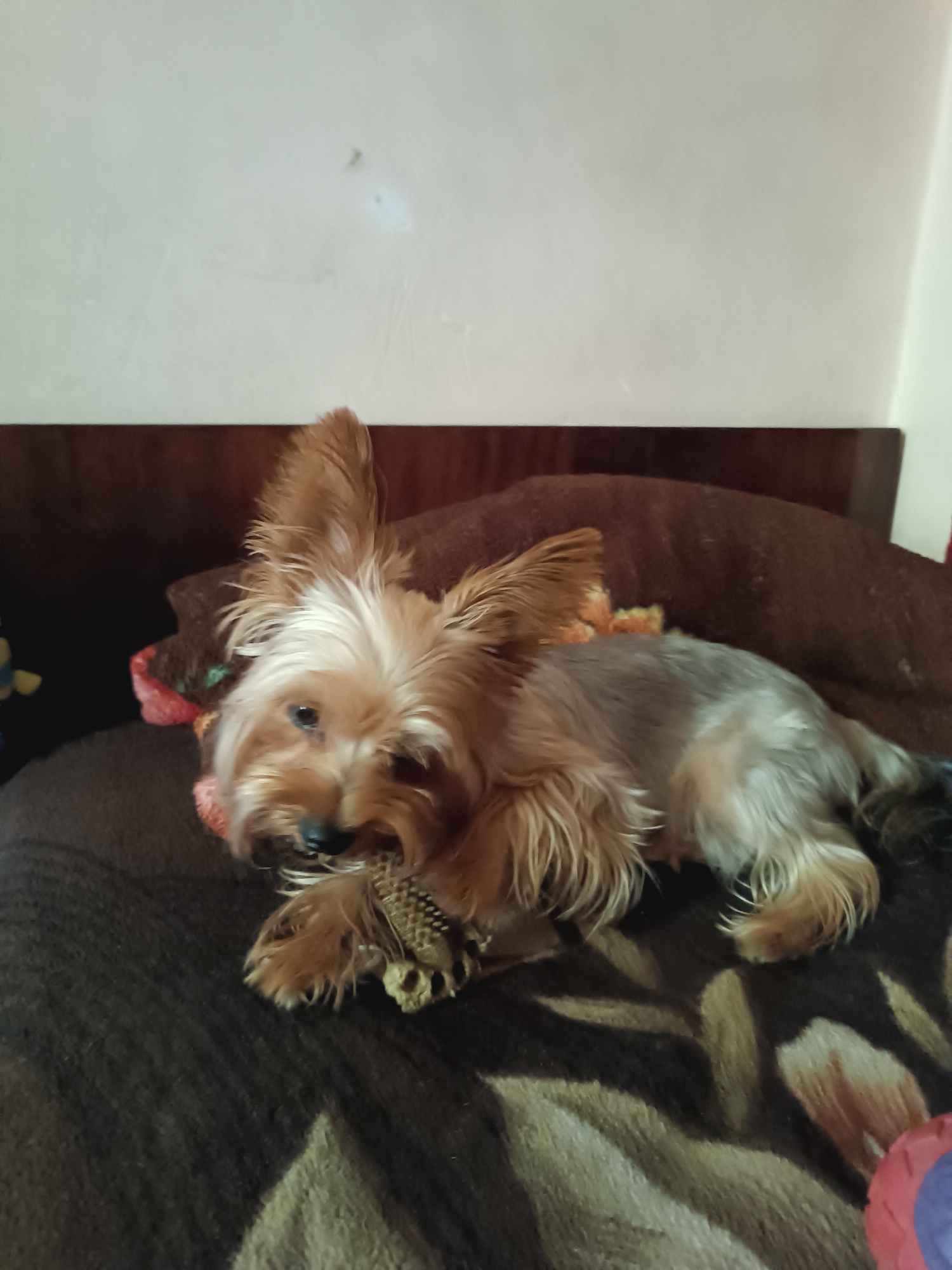 Yorkshire Terrier and daily life inside a Tashkent apartment