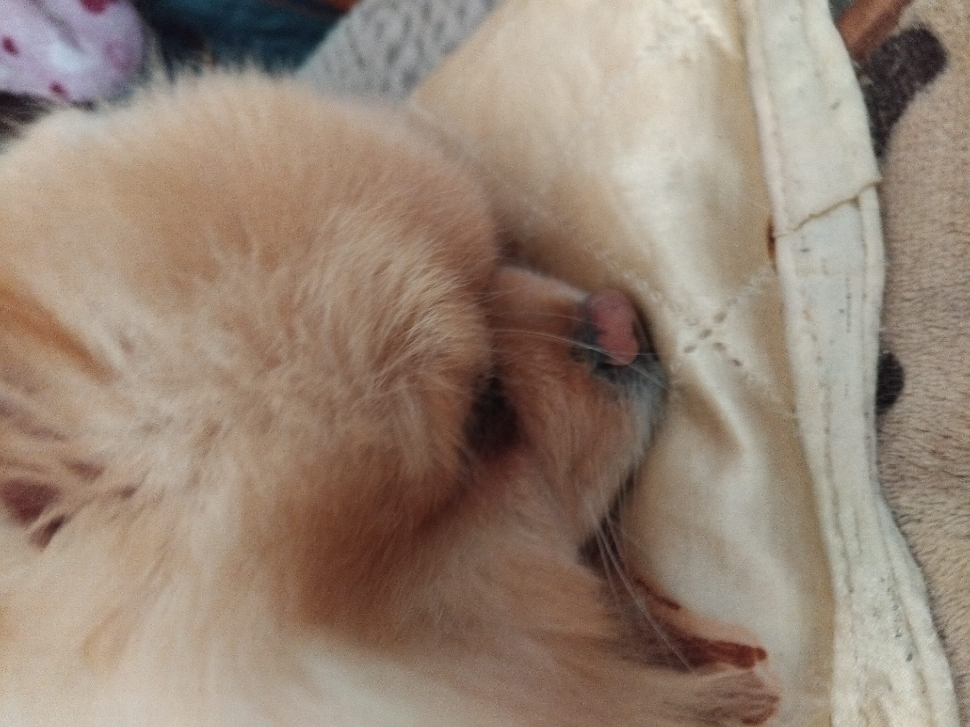Pomeranian dog's morning nap time documented in Apriltsi, Bulgaria