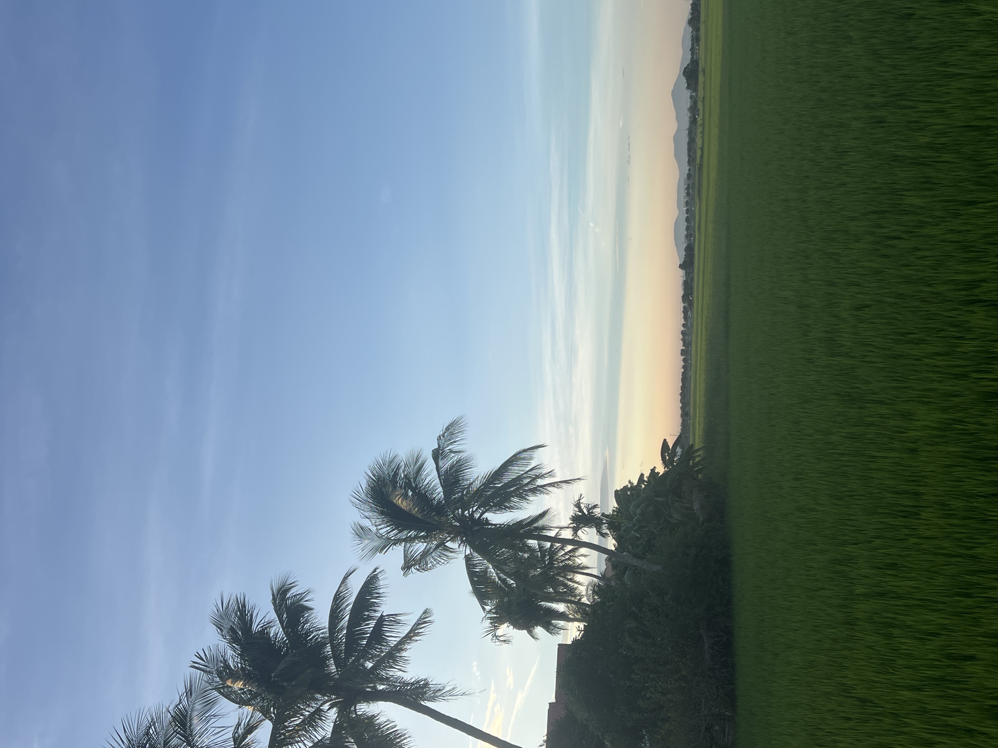Lush rice paddies at dusk near Hoi An, Vietnam