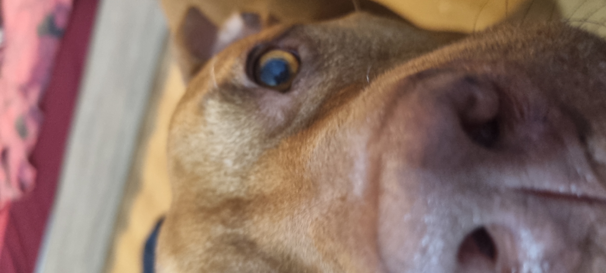 Brown pit bull dog photographed resting indoors over hour period
