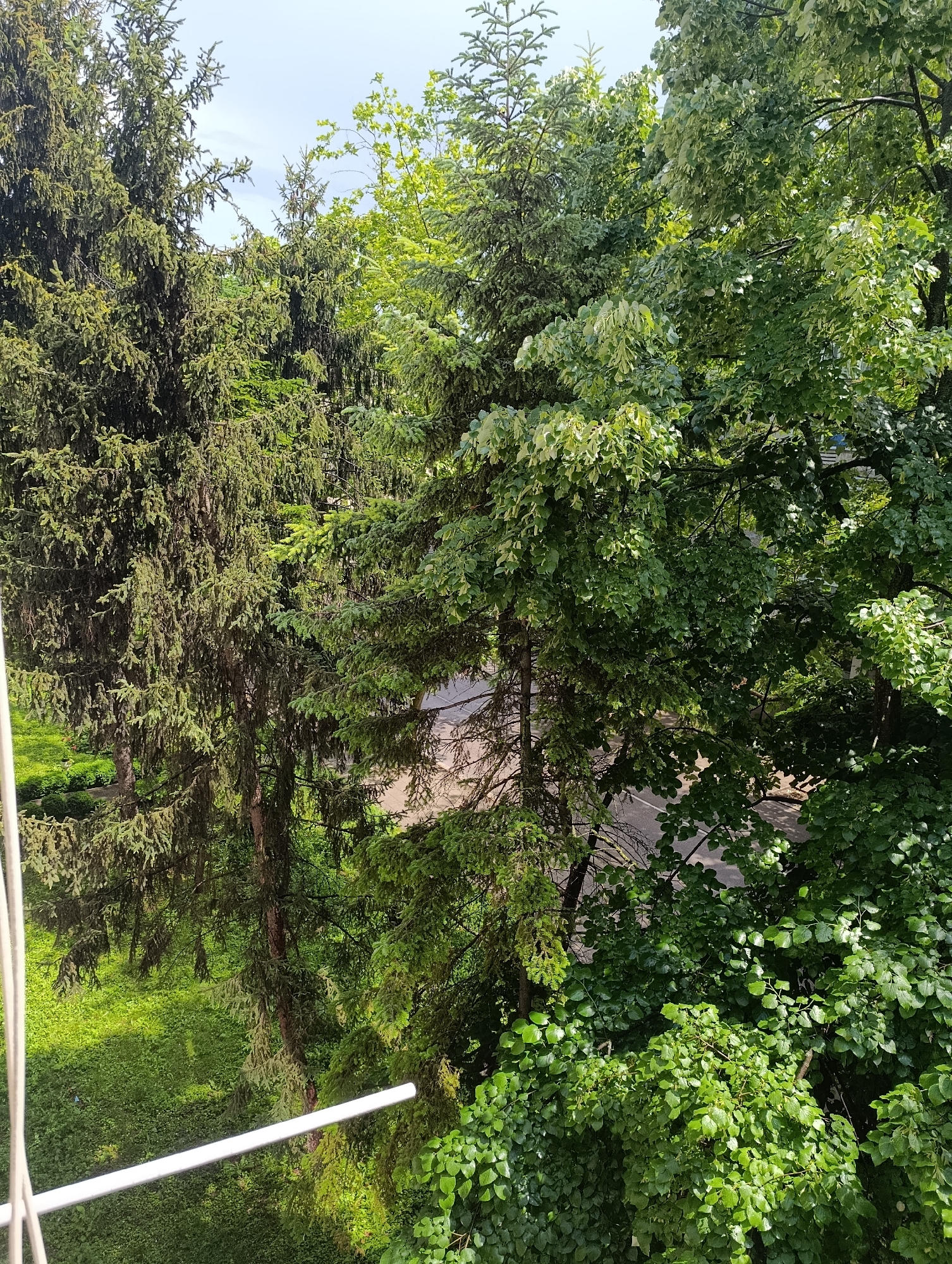 Elevated tree canopy views documented in Razgrad, Bulgaria