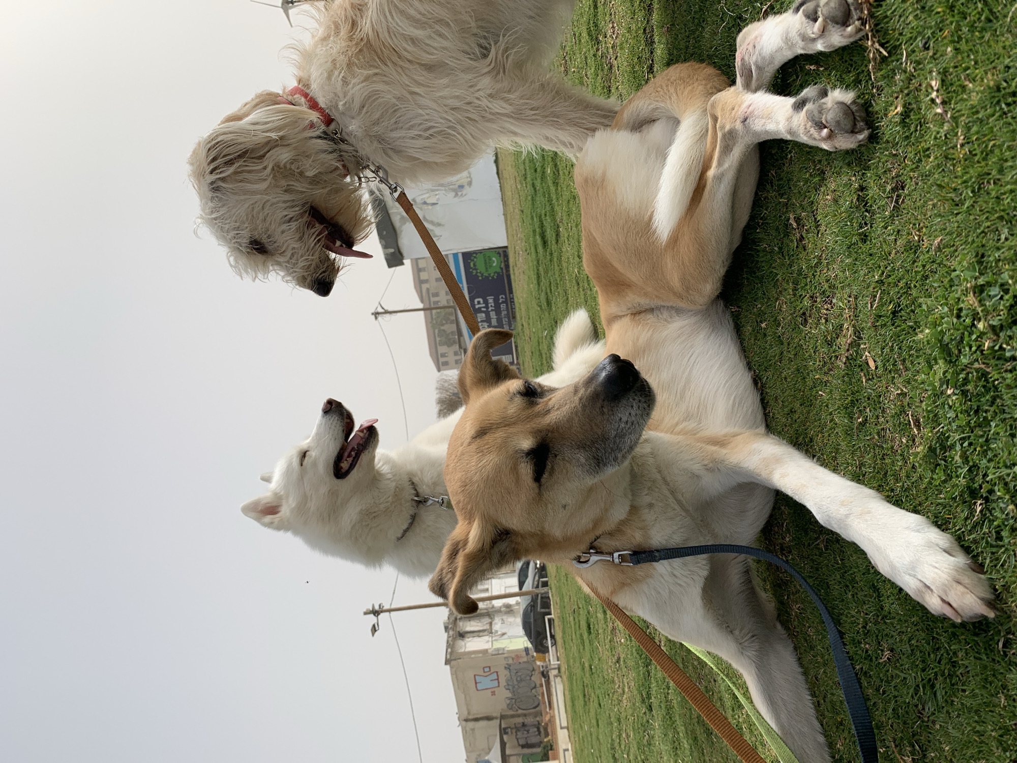 Dogs gather in Tel Aviv beachside park