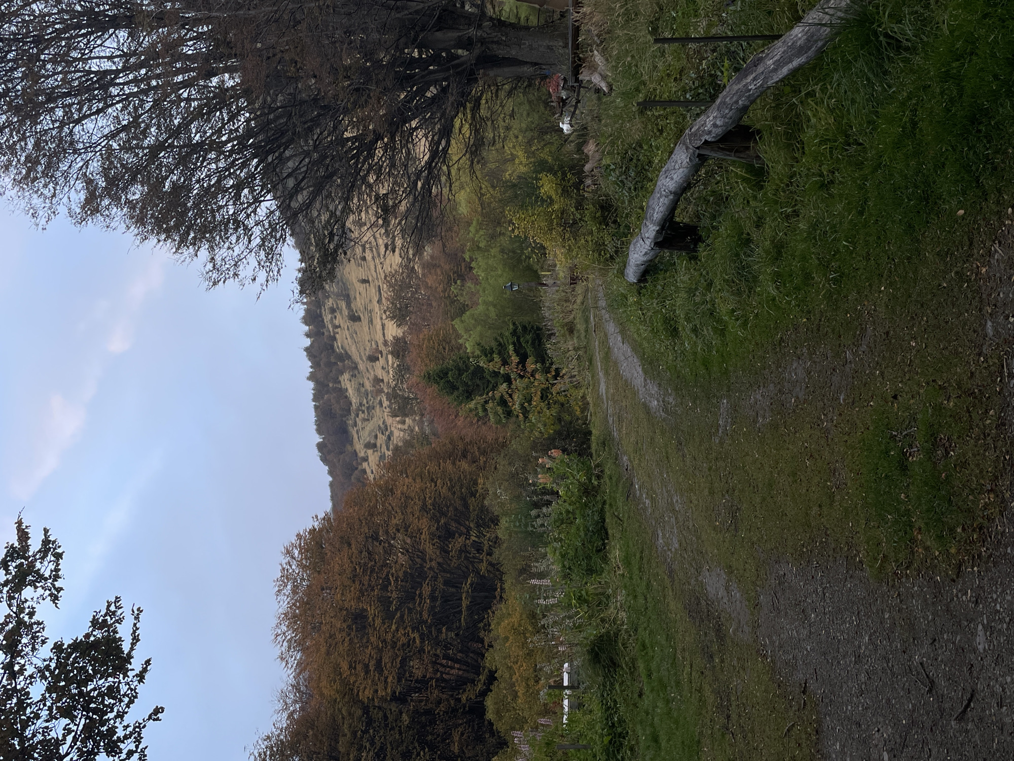 Evening moments captured in Ushuaia: trees, cat, pedestrian
