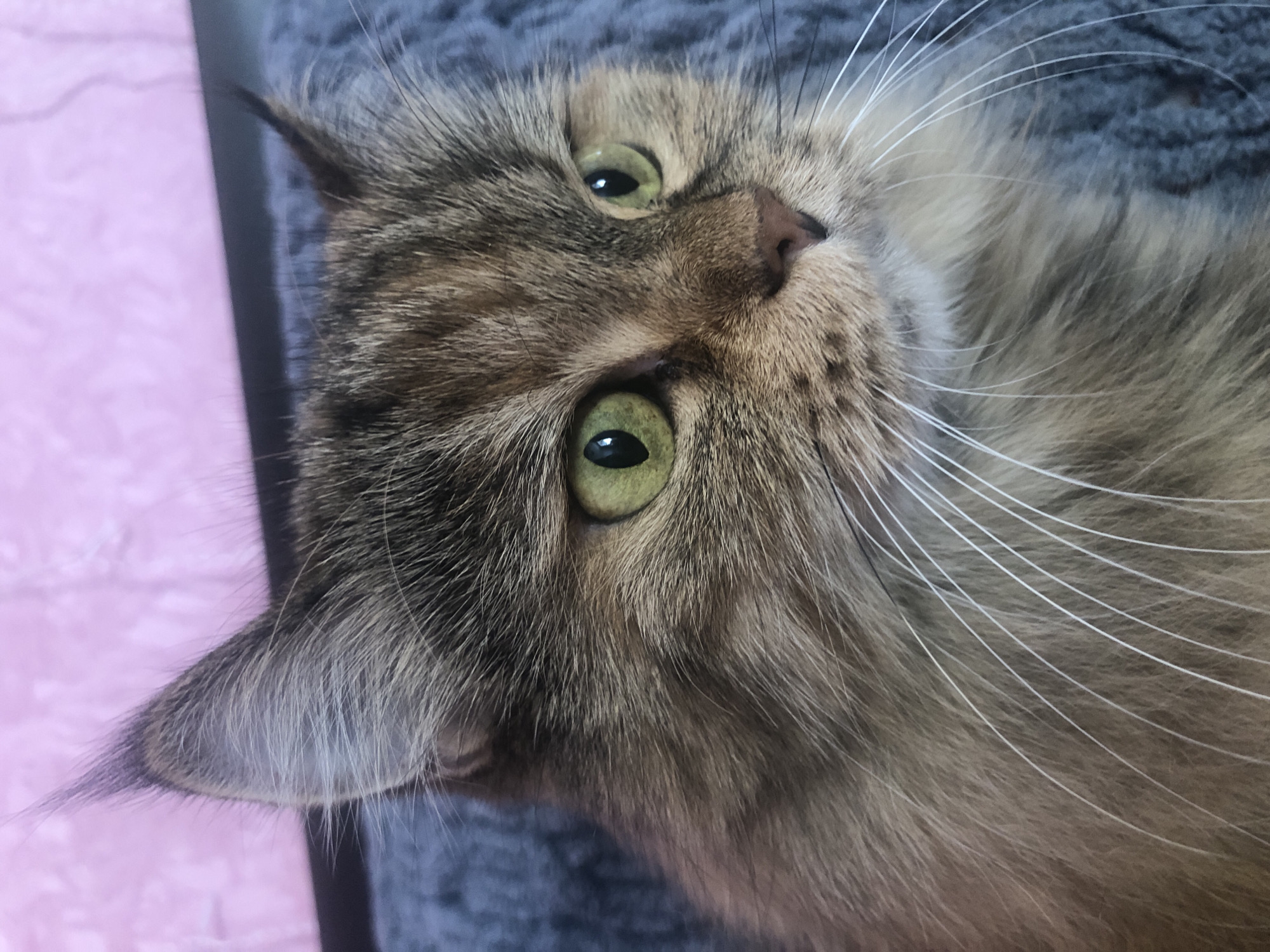 Fluffy cats lounging on pink blankets, shot up close.