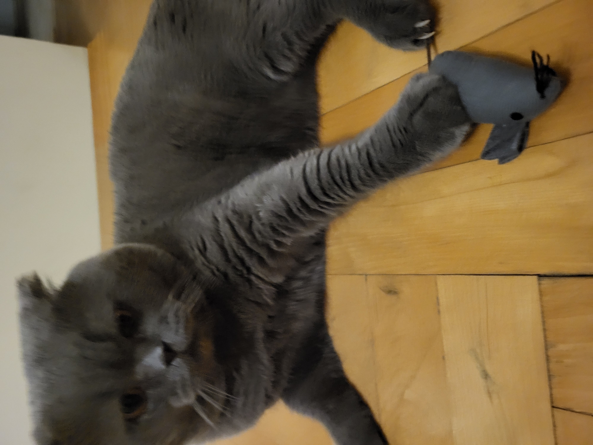 Grey cat plays indoors while nighttime street scenes captured outside