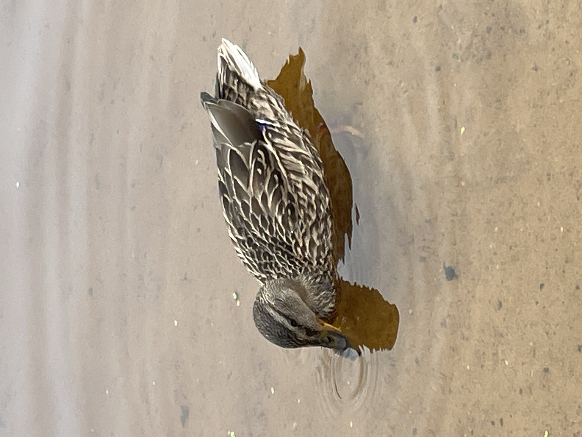 Lazy summer afternoon on a Tallinn lakeshore with ducks