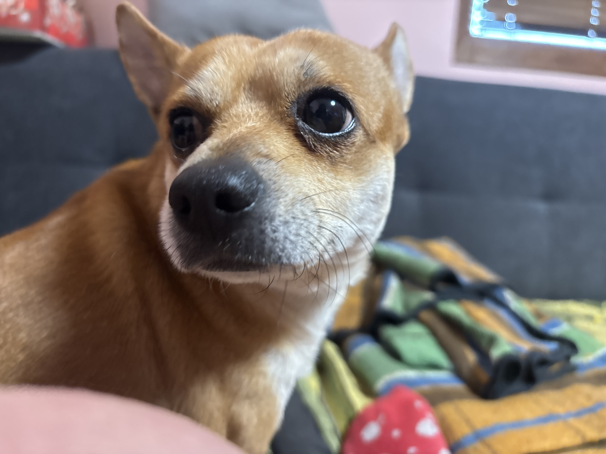 Pet Chihuahua photographed at home in Kuklen, Bulgaria