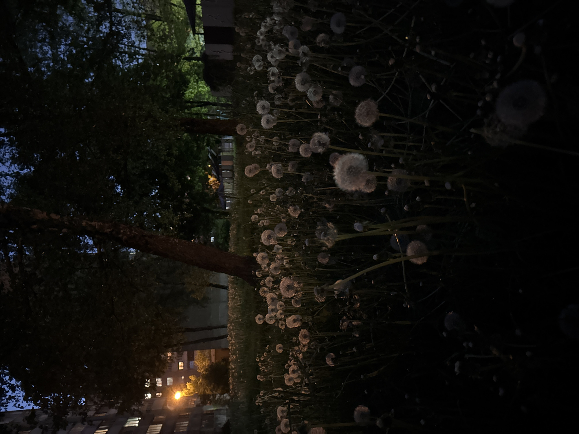 Evening scenes captured in Minsk: dandelions, woman, crescent moon