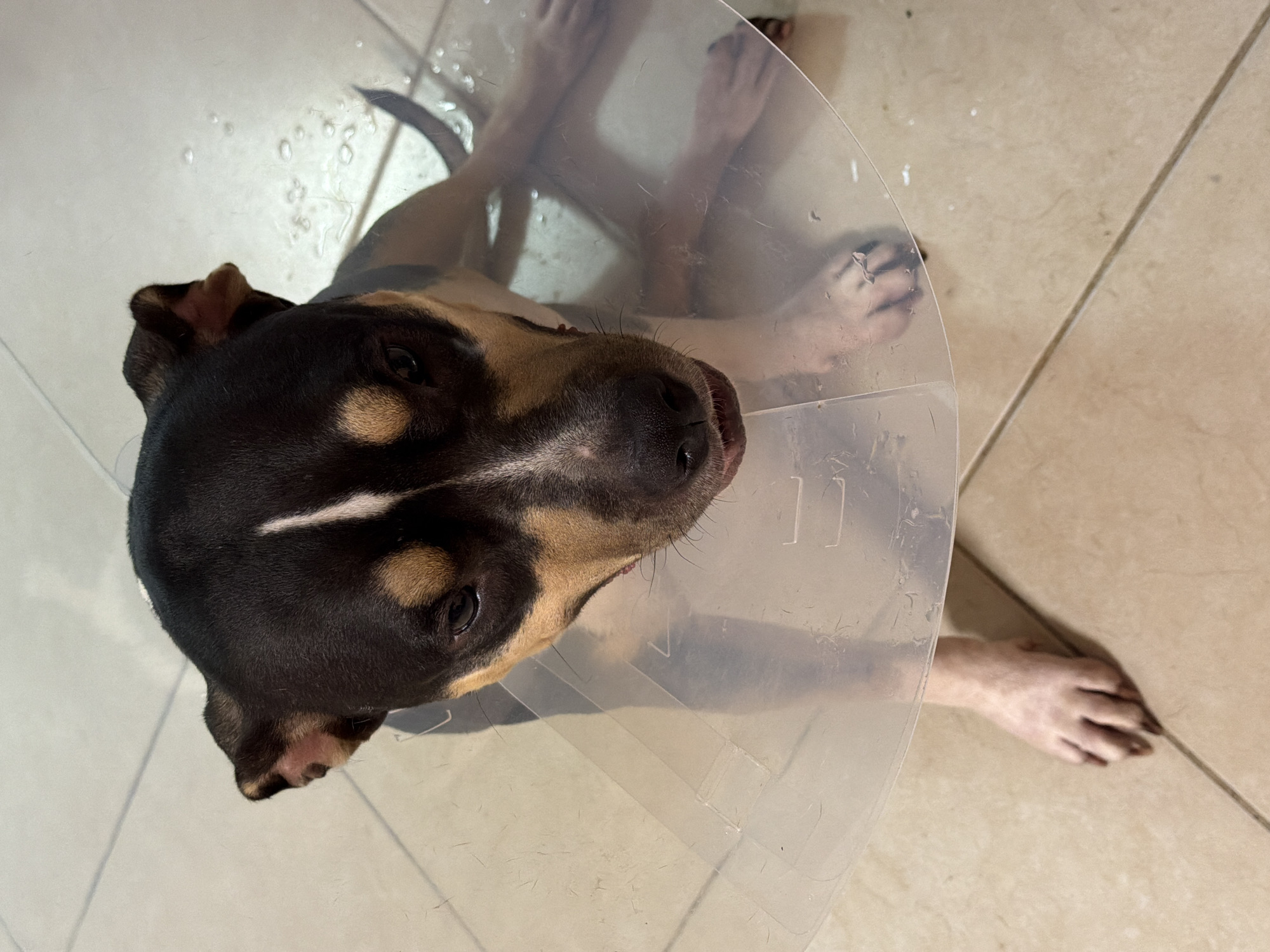 Dog in recovery cone rests on tiled floor in Tel Aviv