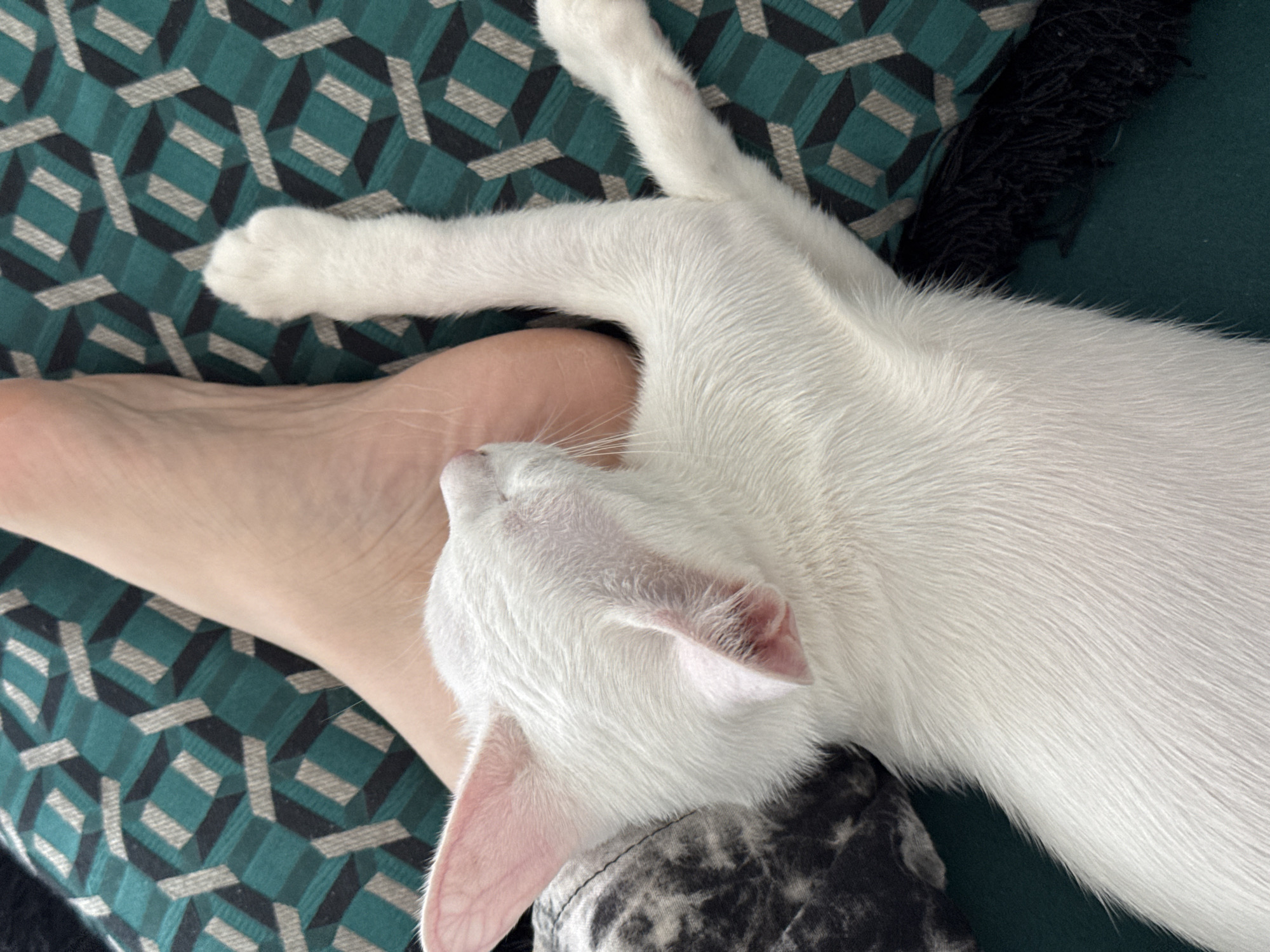 White cat napping on a cushion in Bang Rak Yai