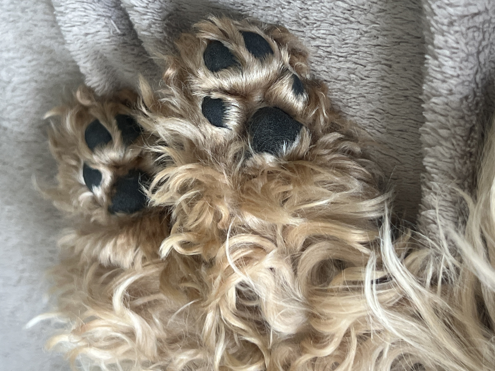Golden dog paws resting on a cozy blanket in Kharkiv