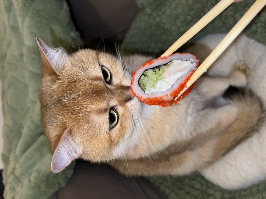 Golden cat encounters sushi in Bar, Montenegro
