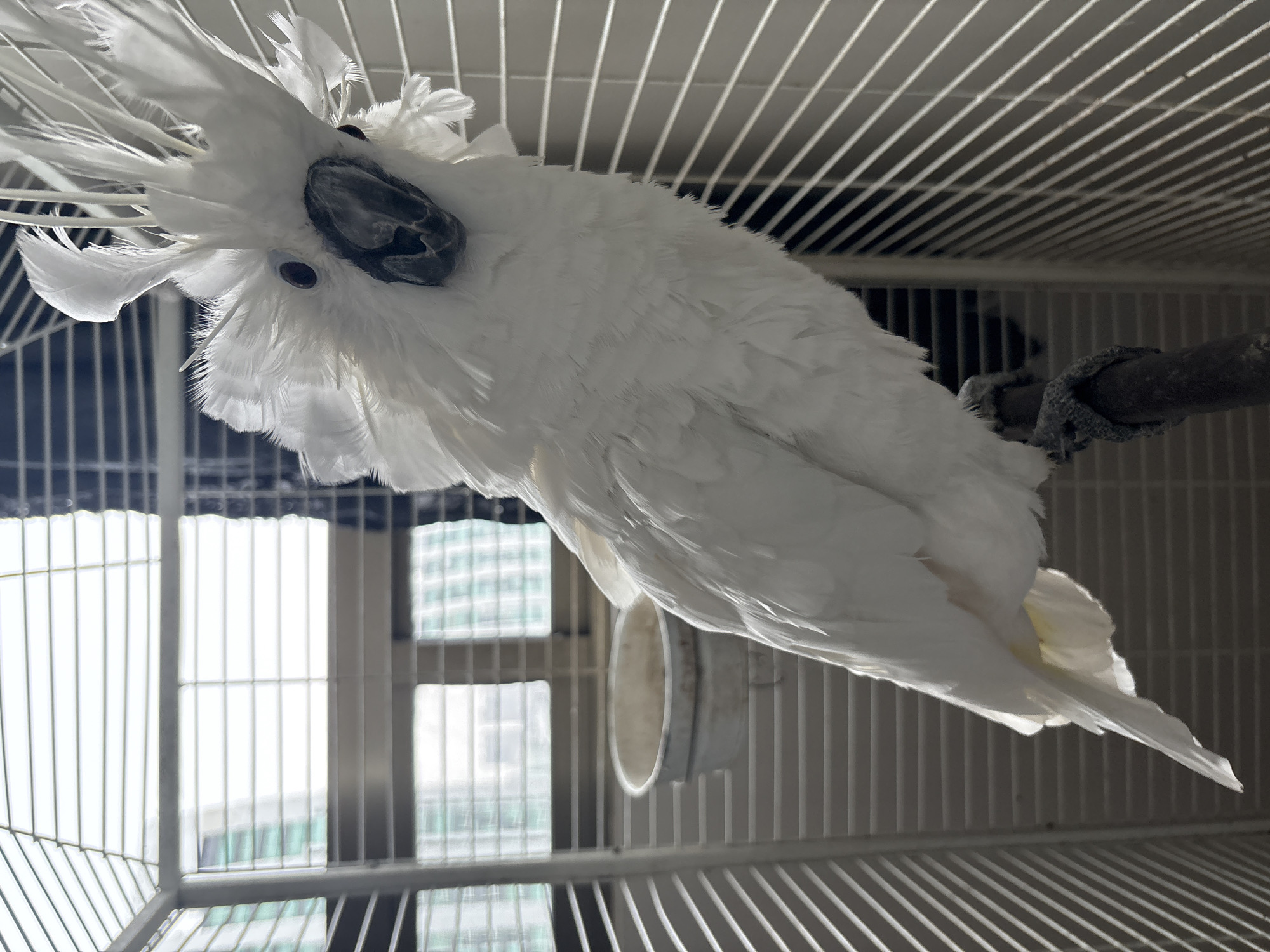 Caged cockatoo and flowering orchids spotted in Mexico City suburb