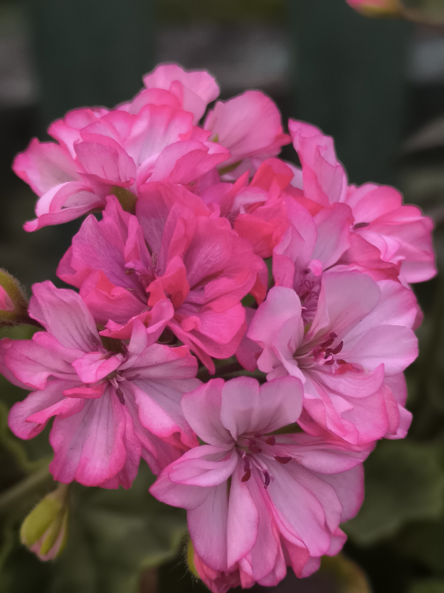 A Moldovan yard in summer: garden plants, chickens, and everyday life