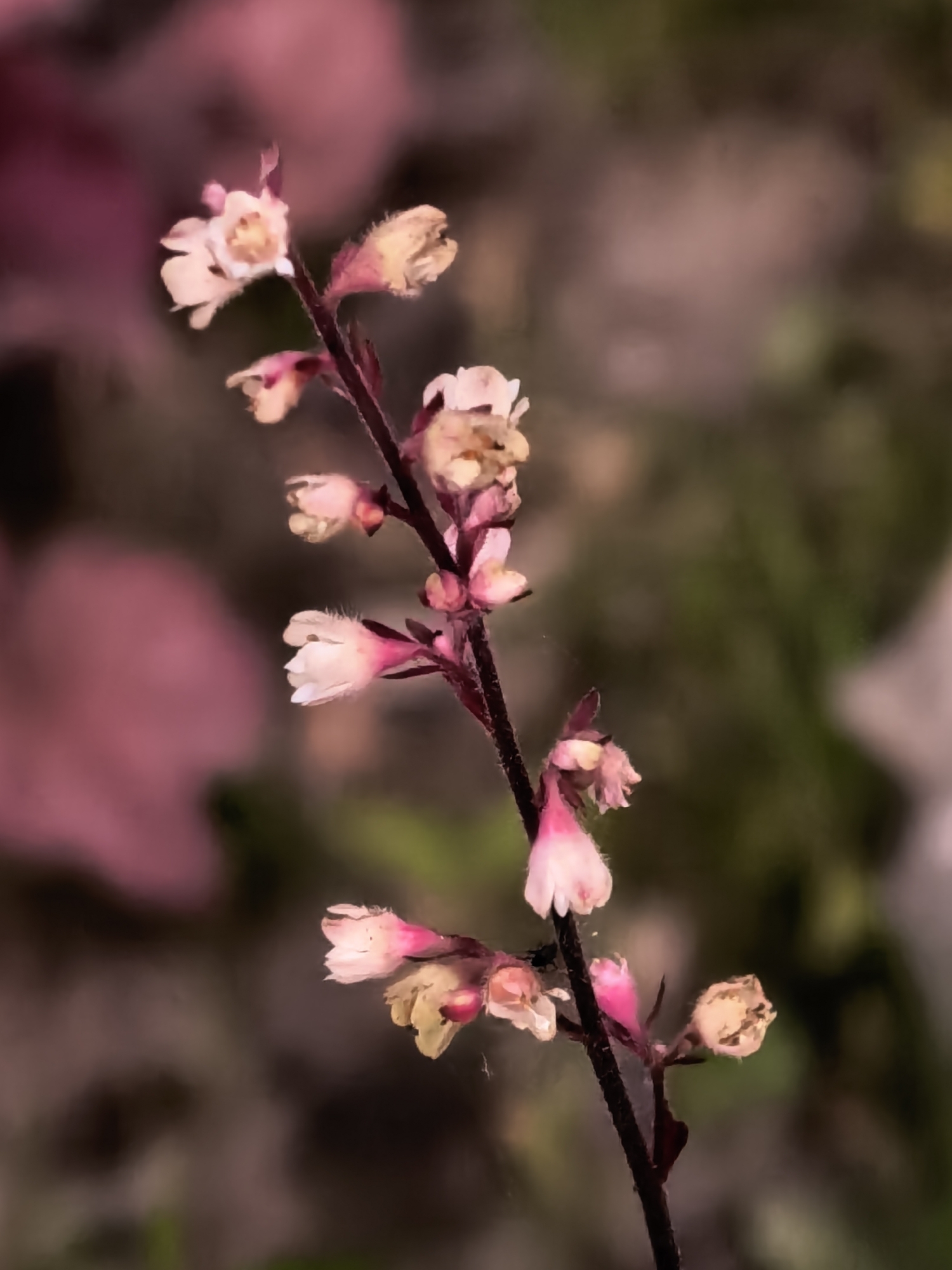 Macro flower shots exploring blooms and buds in detail