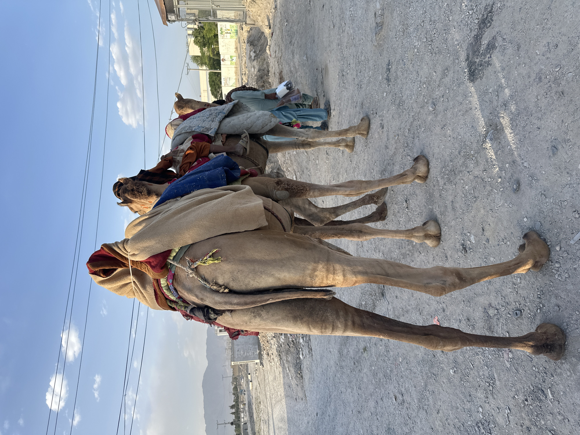 Camel handlers gather with decorated animals on Quetta road