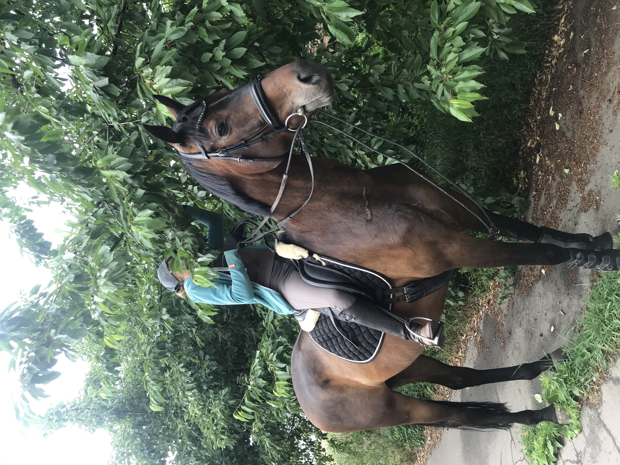 Leisurely horseback ride along a green path in Kharkiv