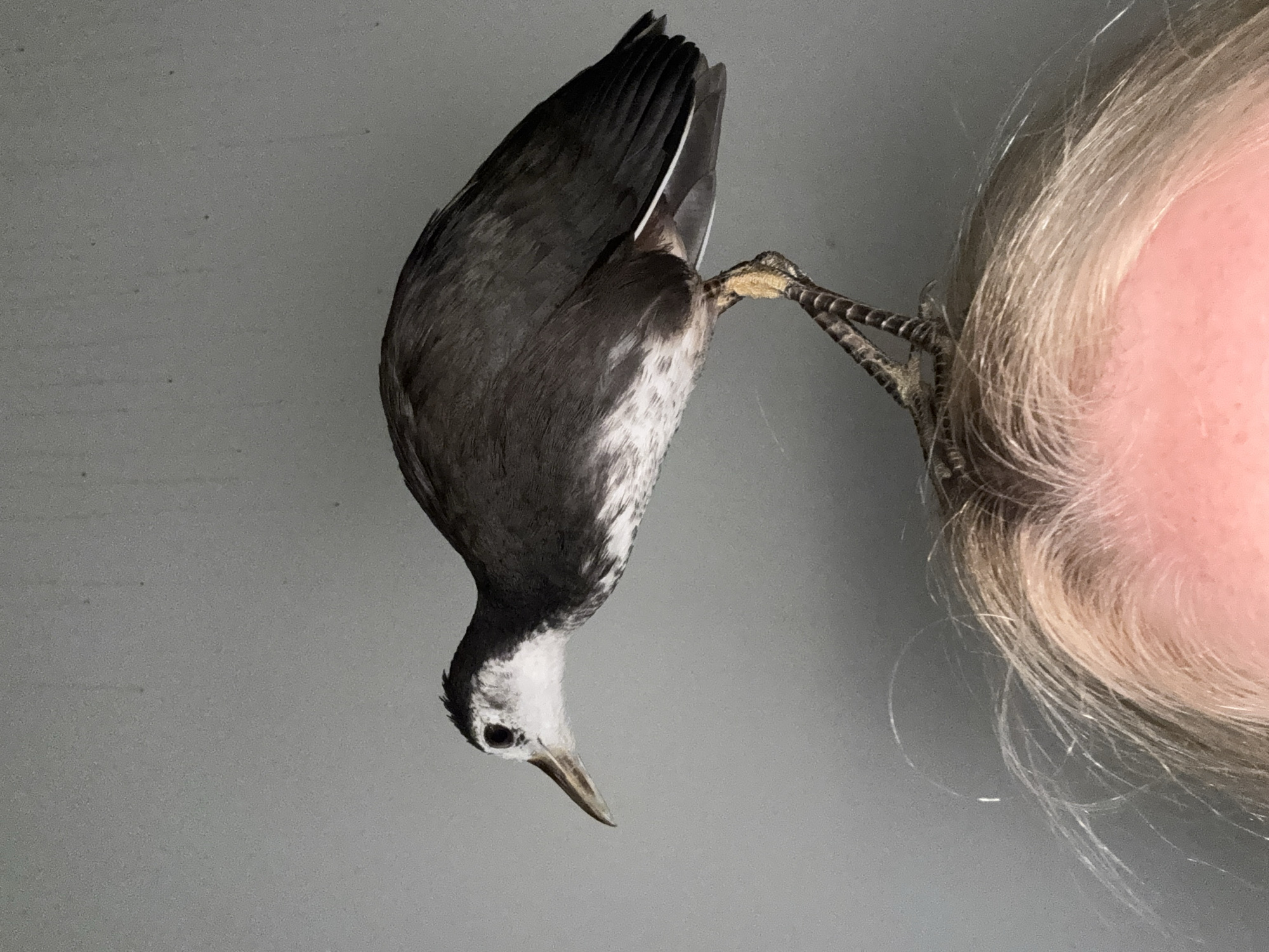 Bird perches on person's head in Kuta Selatan