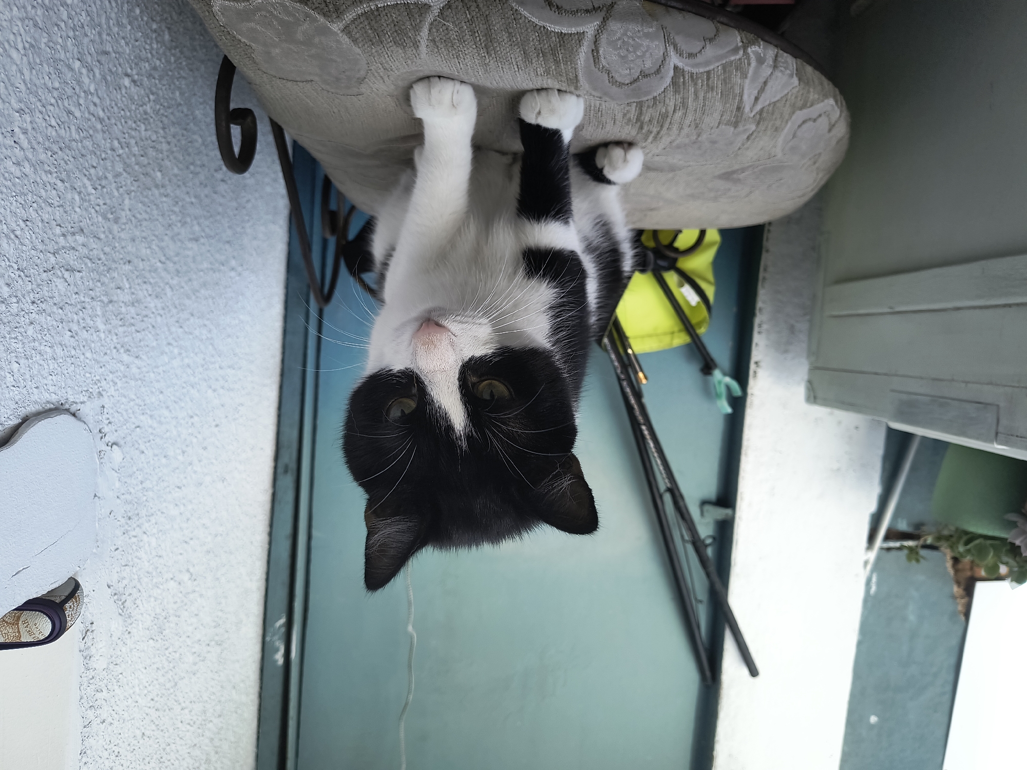 Black and white cat relaxing on a Rivne balcony, multiple angles