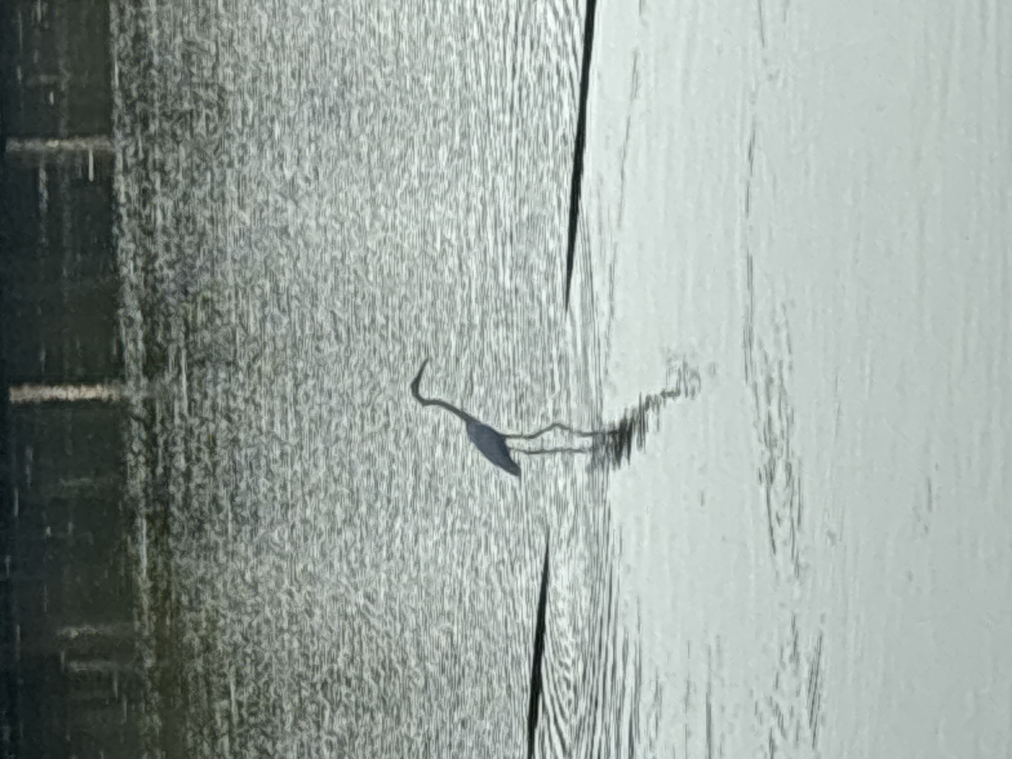 White wading bird spotted in shallow waters, Baan Chaweng