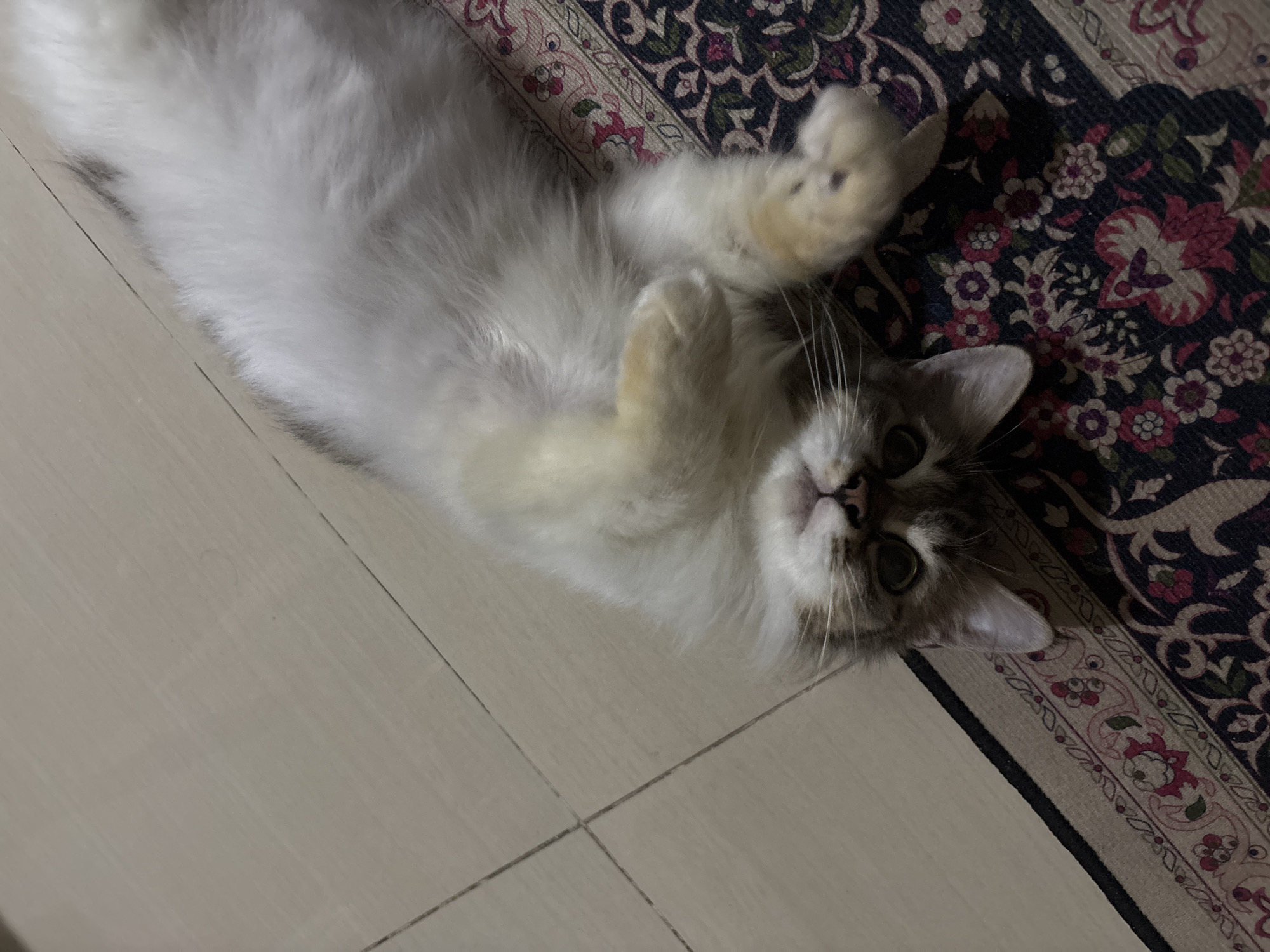 Household items and pet cat documented in Binong home