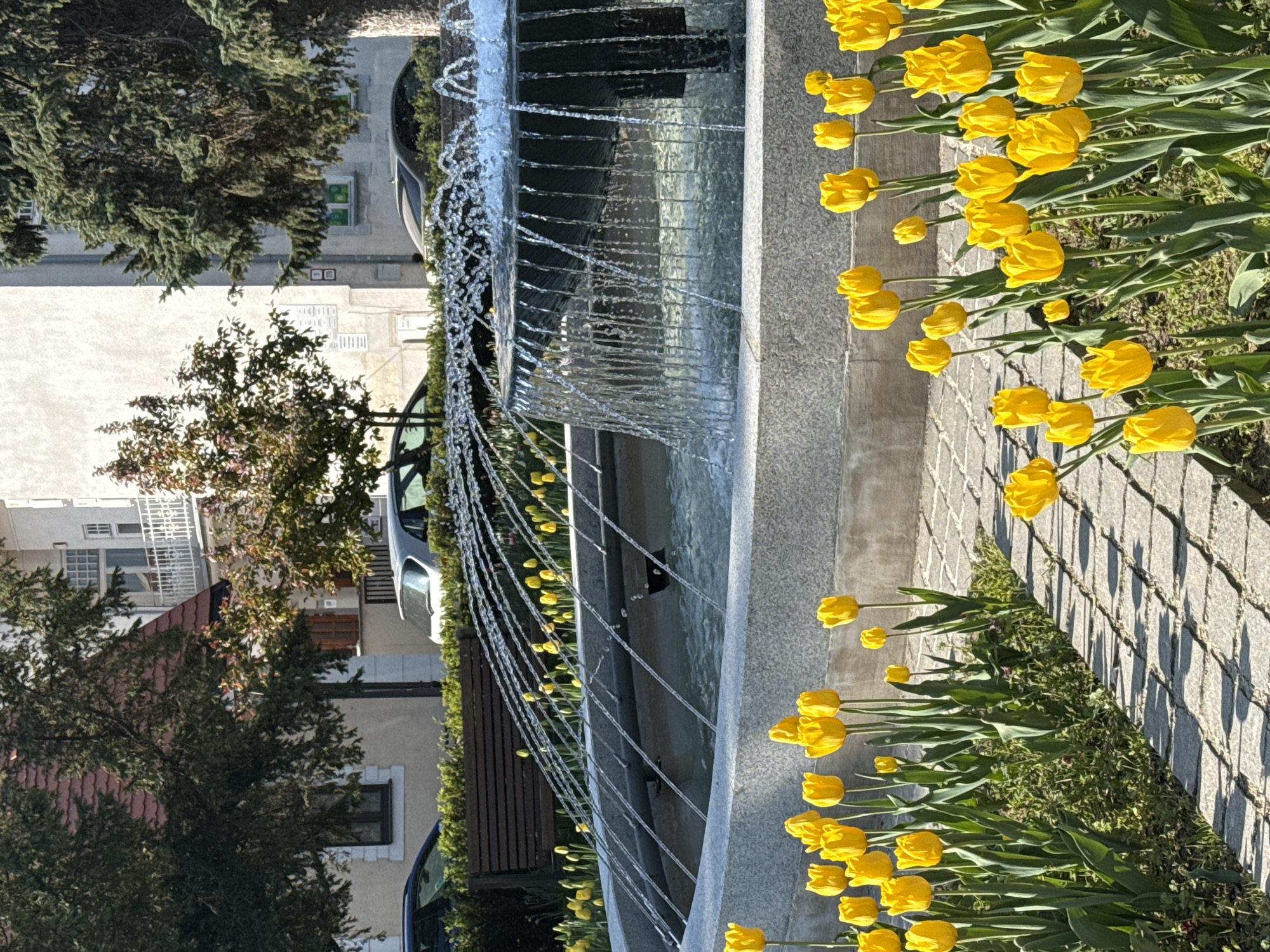 Spring tulips bloom around fountain in Trnava public square