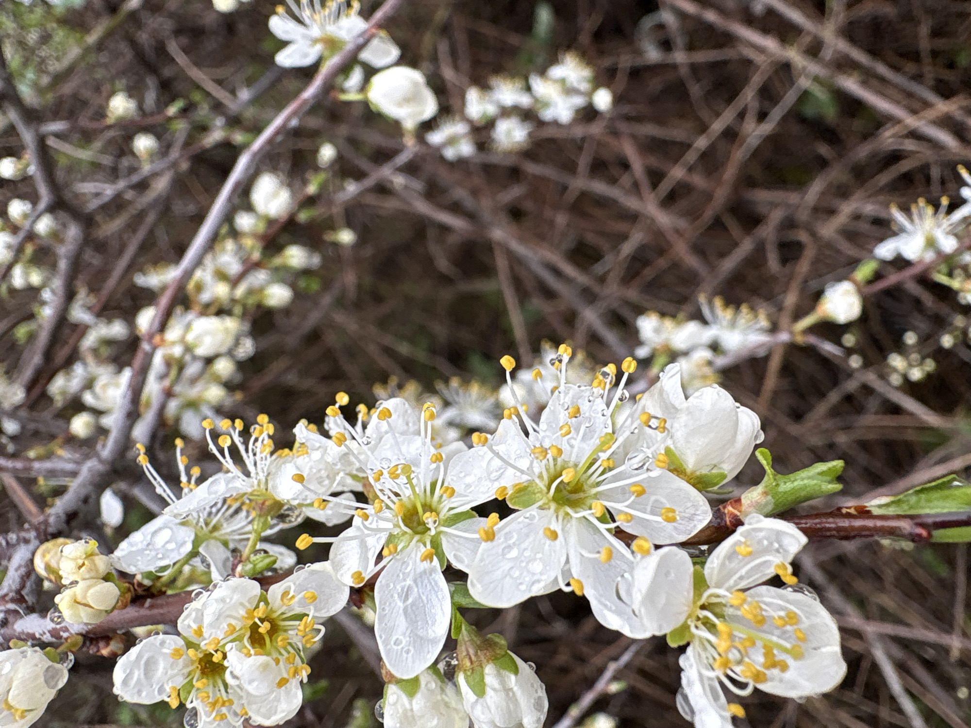 Spring blooms and street animals captured in Bulgarian town