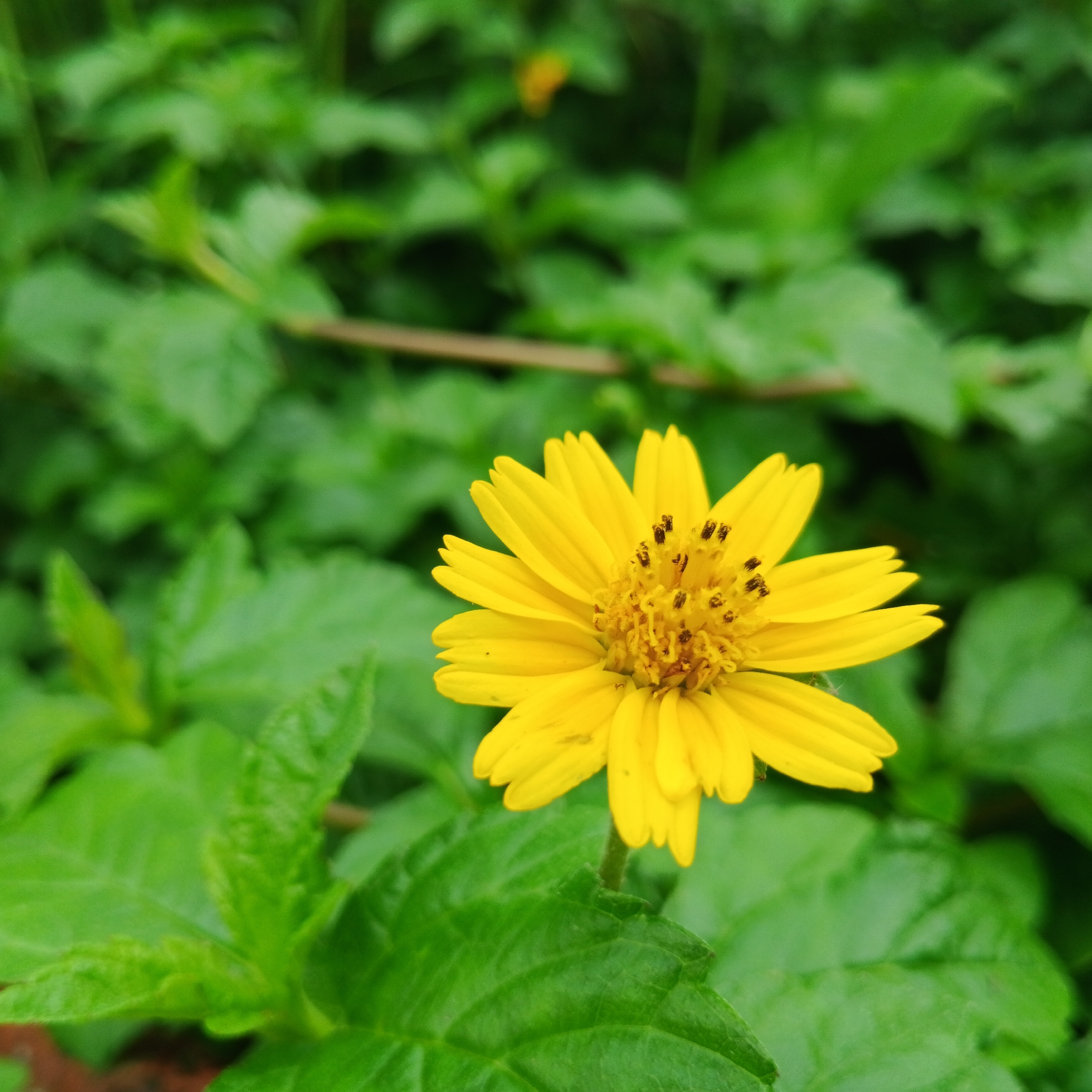 Yellow flower photographed in early morning in Shunde District