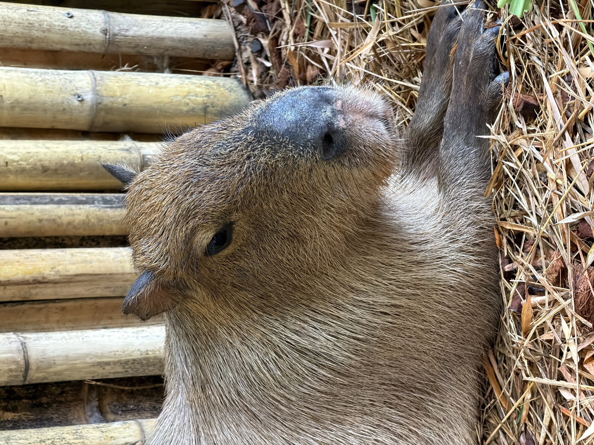 Capybaras, meerkats, and more at a Choeng Thale animal attraction