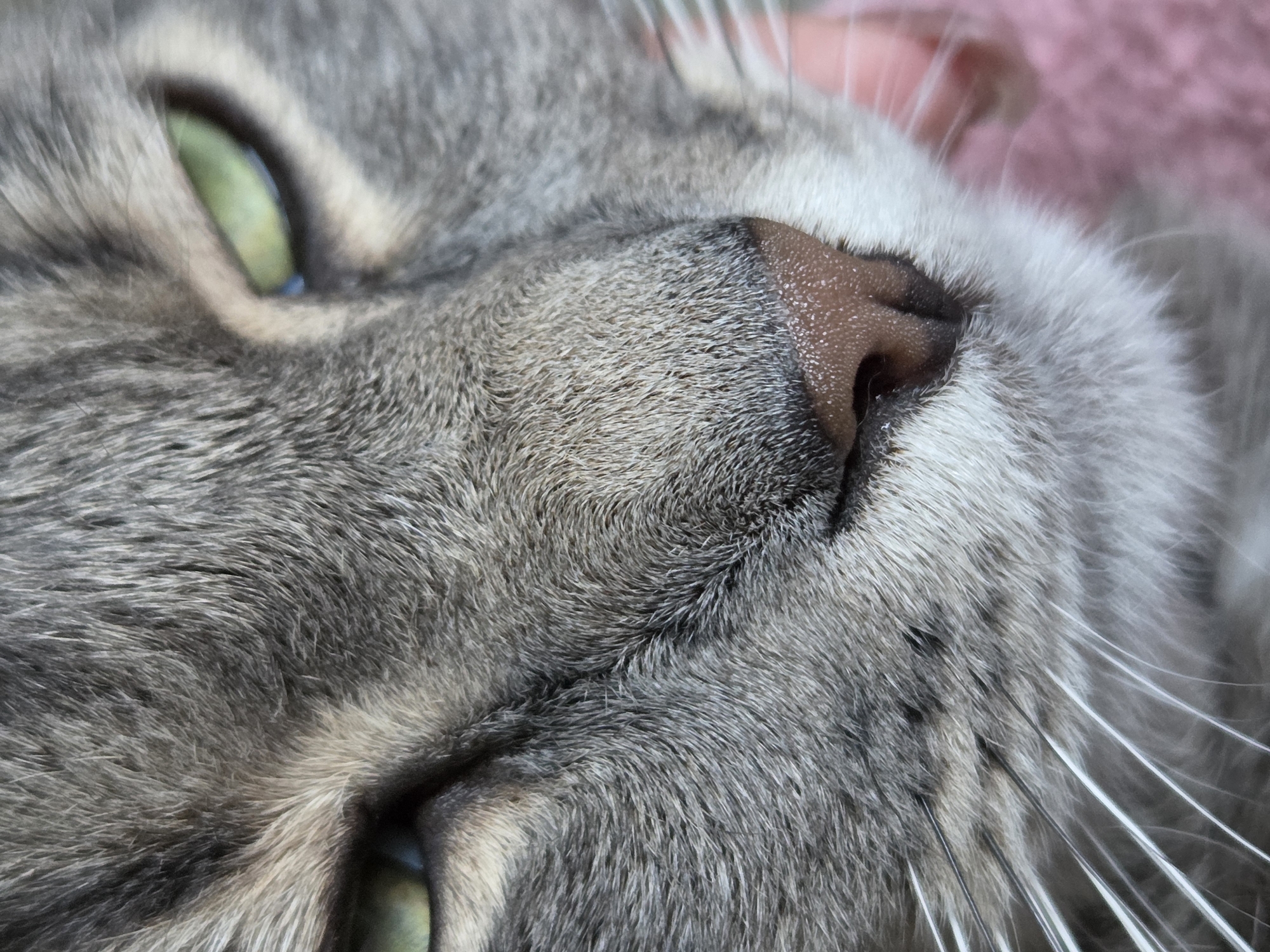 Person documents quiet afternoon moments with gray tabby cat
